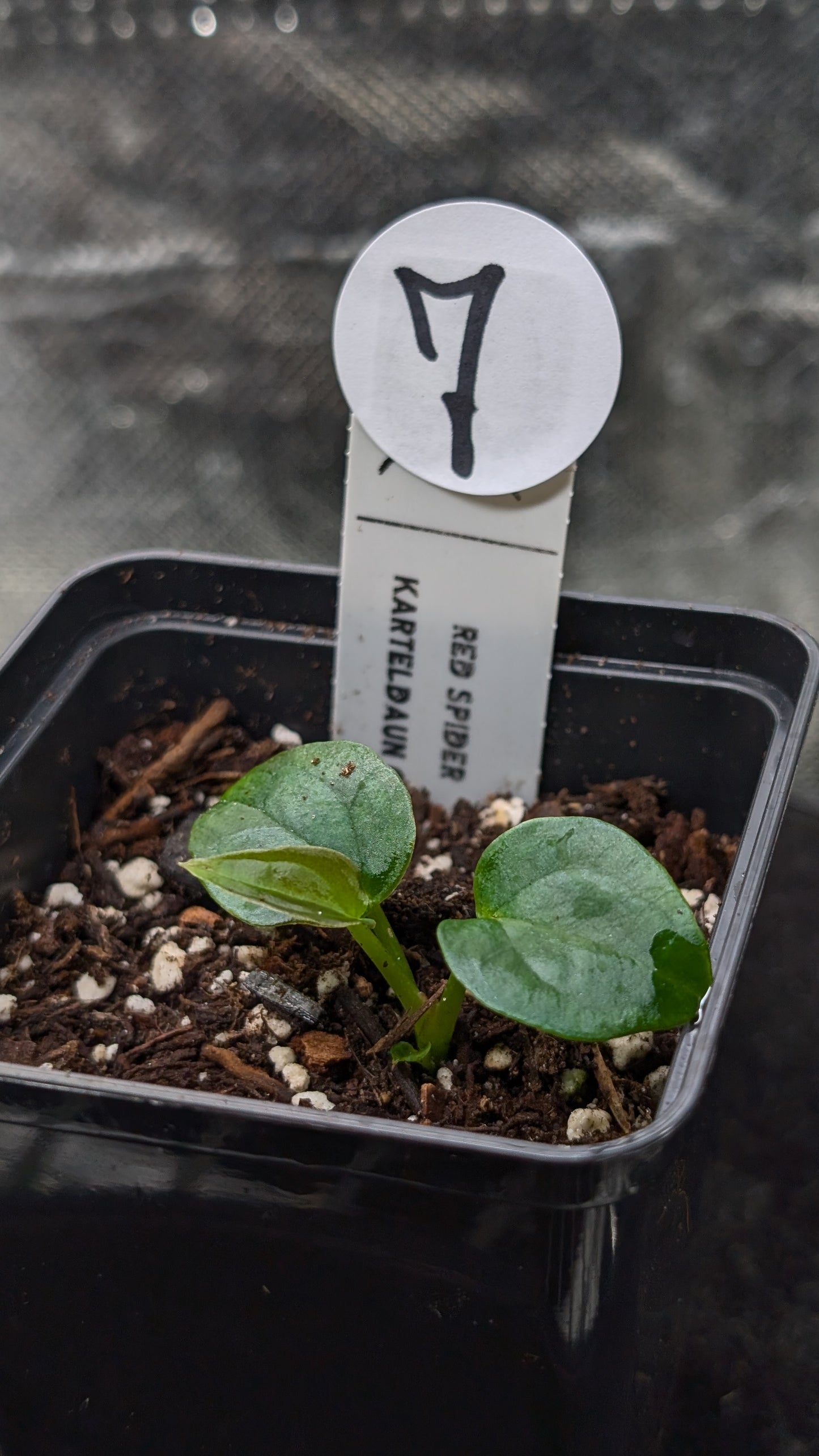 Anthurium Red Spider CLONE