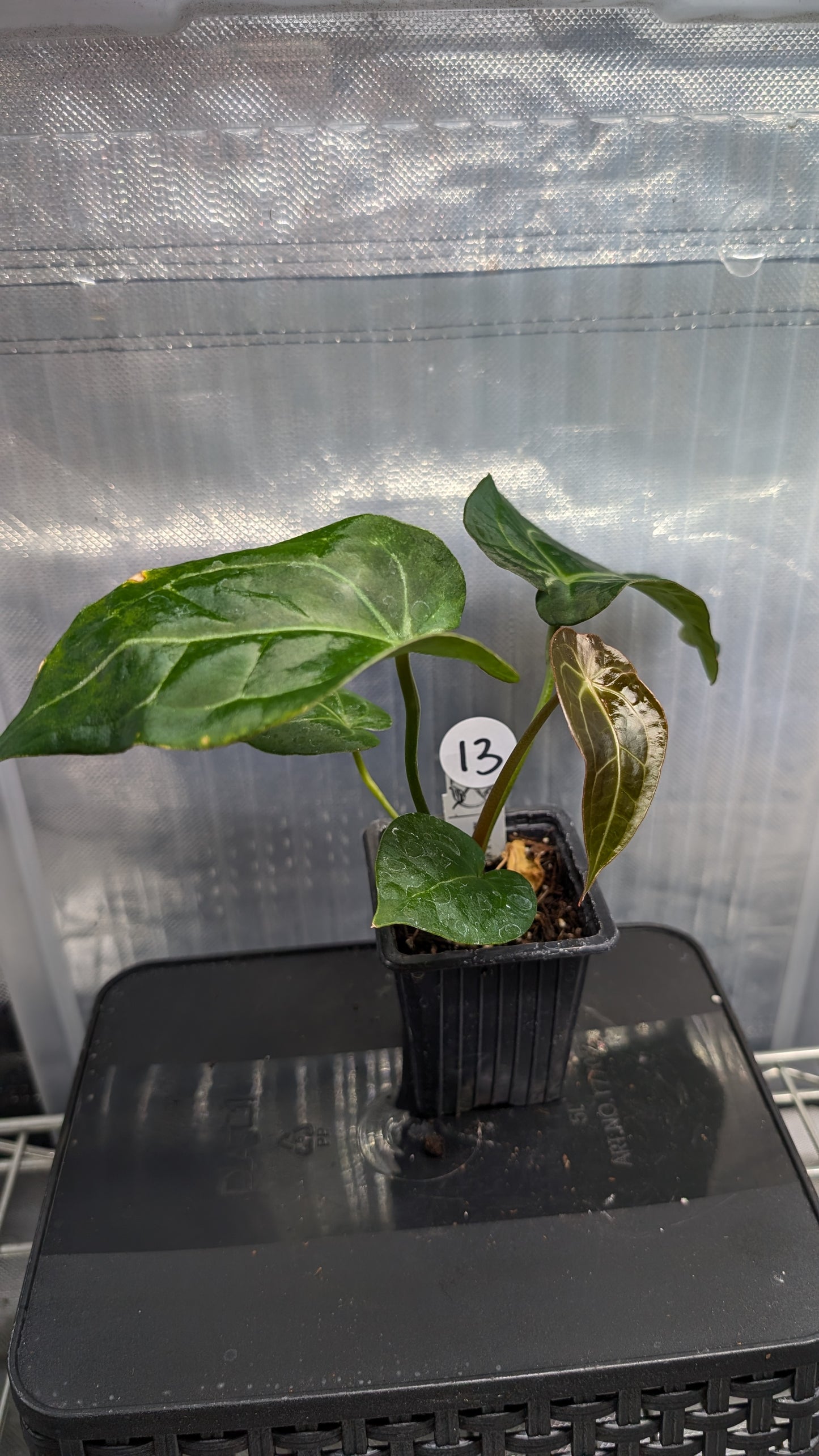 Anthurium Doc Block Zara x Michelle 'selected dark form' x Forgetii Dark