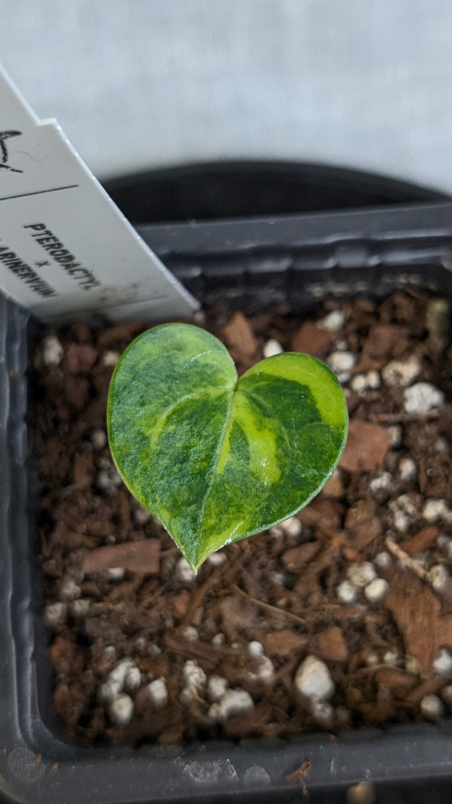 *Variegated* Anthurium Pterodactyl variegata x Clarinervium (or x self)