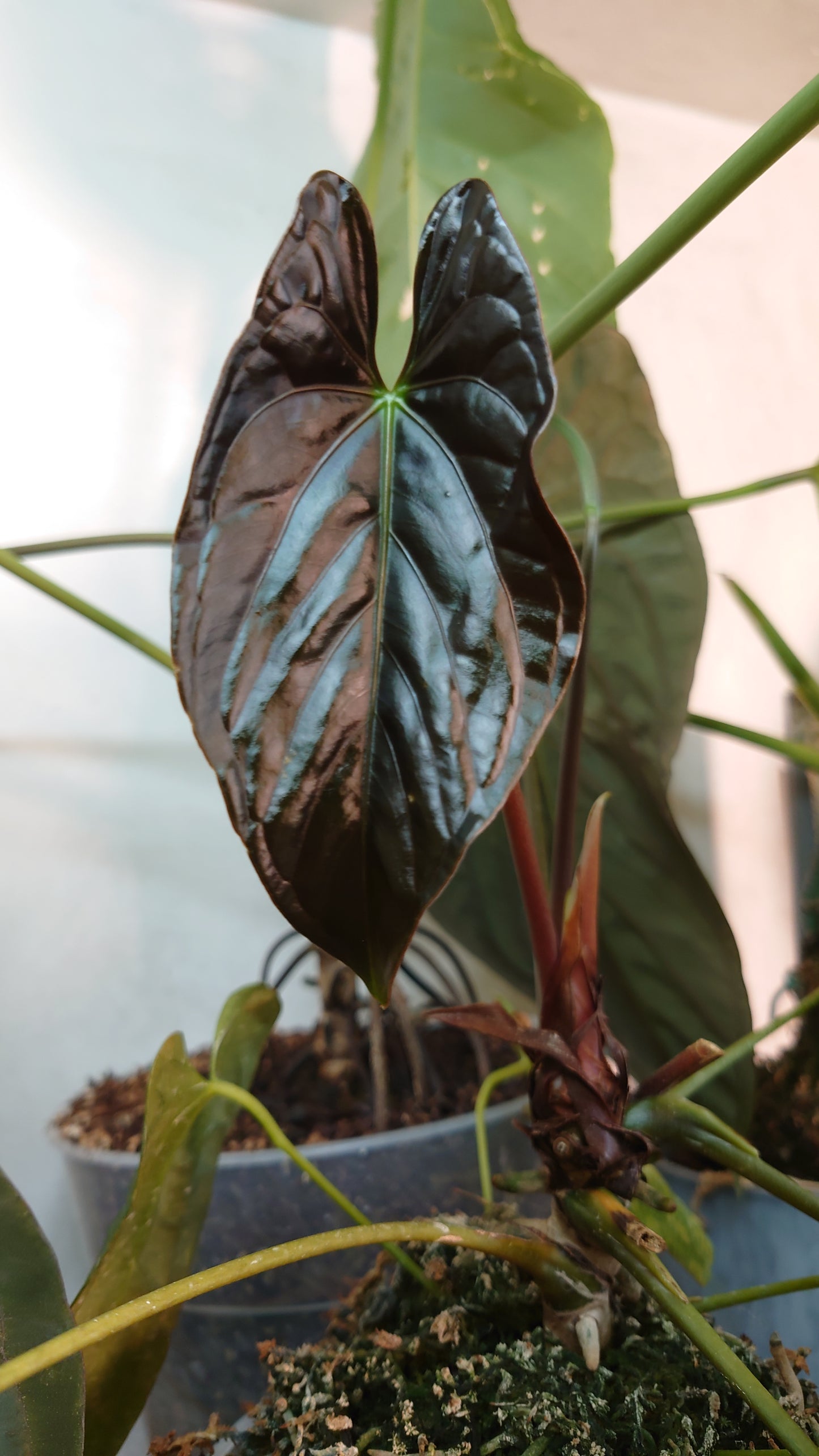 Anthurium Sp. Silver Peru Wide Sinus x Papillilaminum 'Fort Sherman'