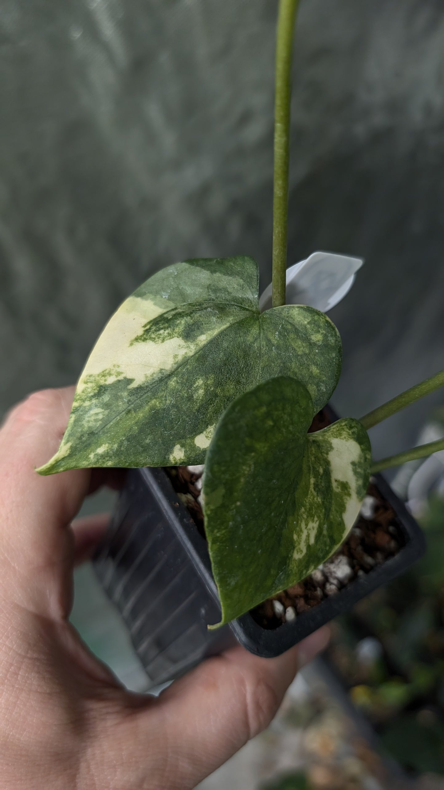 Variegated Anthurium Pterodactyl variegata x Clarinervium