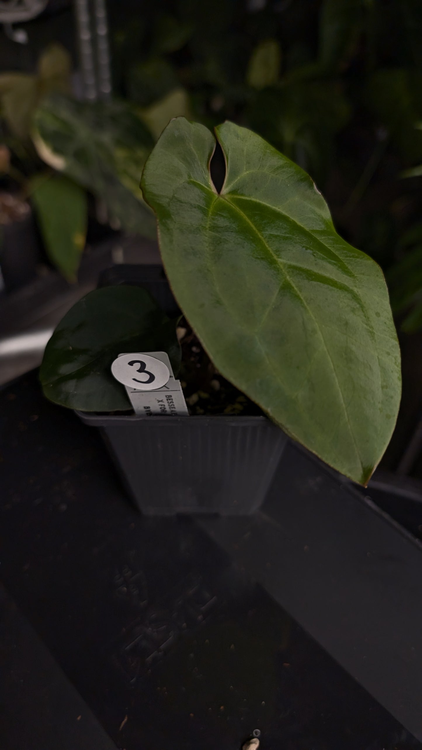 Anthurium [Besseae aff. x Forgetii dark] x BVEP Round x Felix