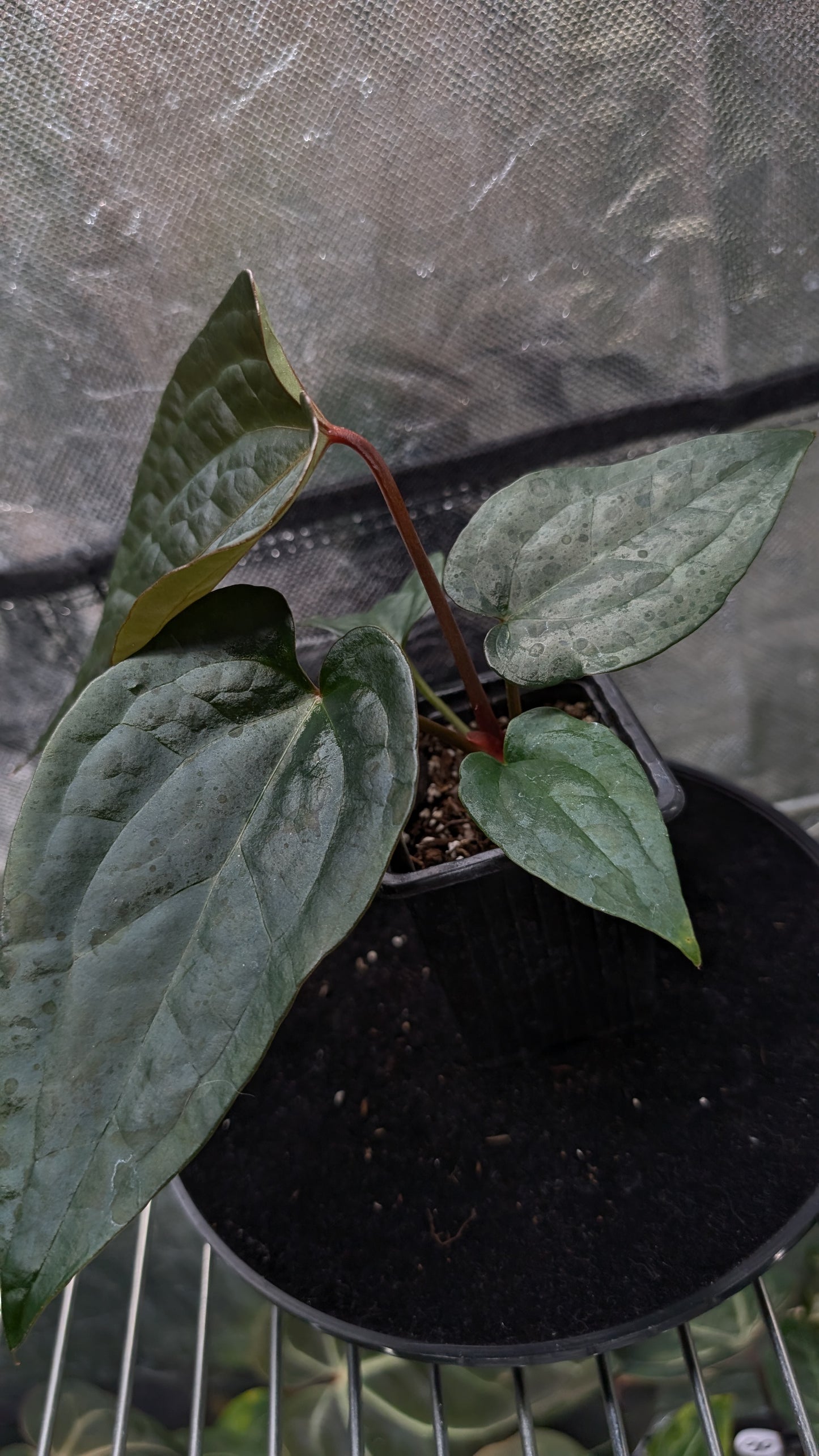 Anthurium 'Ace of Spagetii' x Luxurians