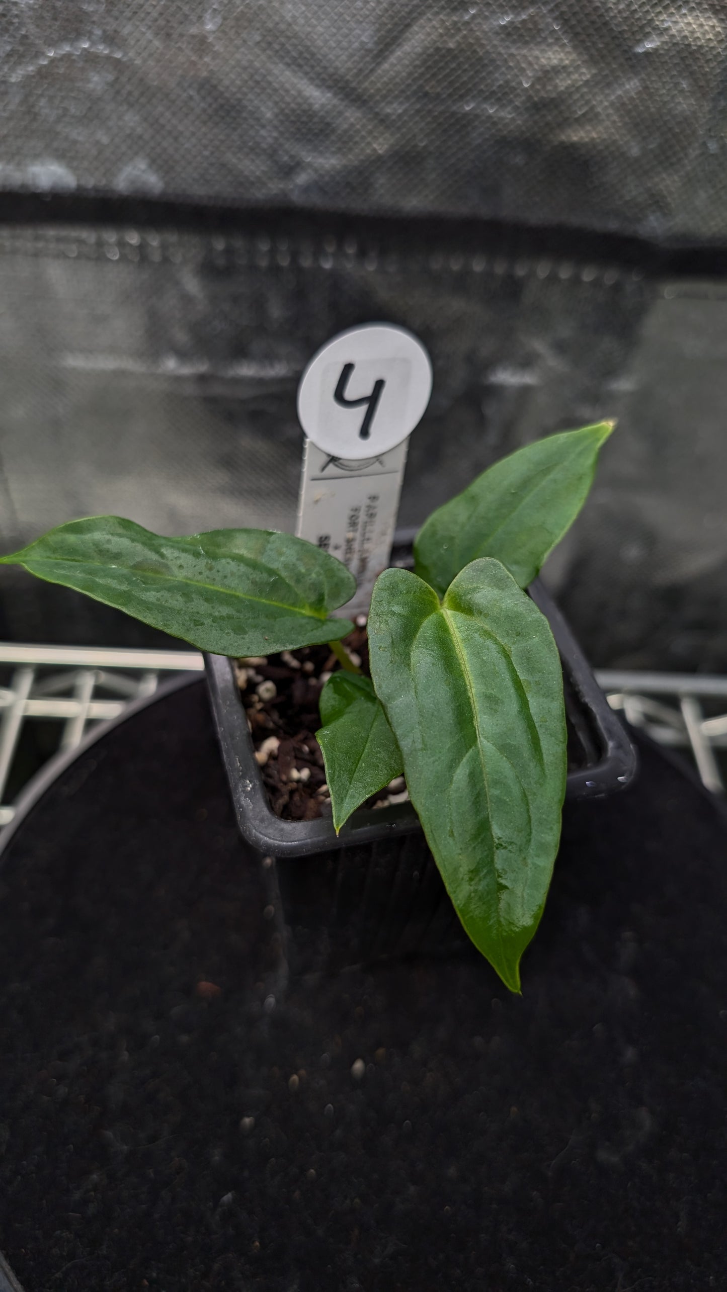 Anthurium Papillilaminum 'Fort Sherman'