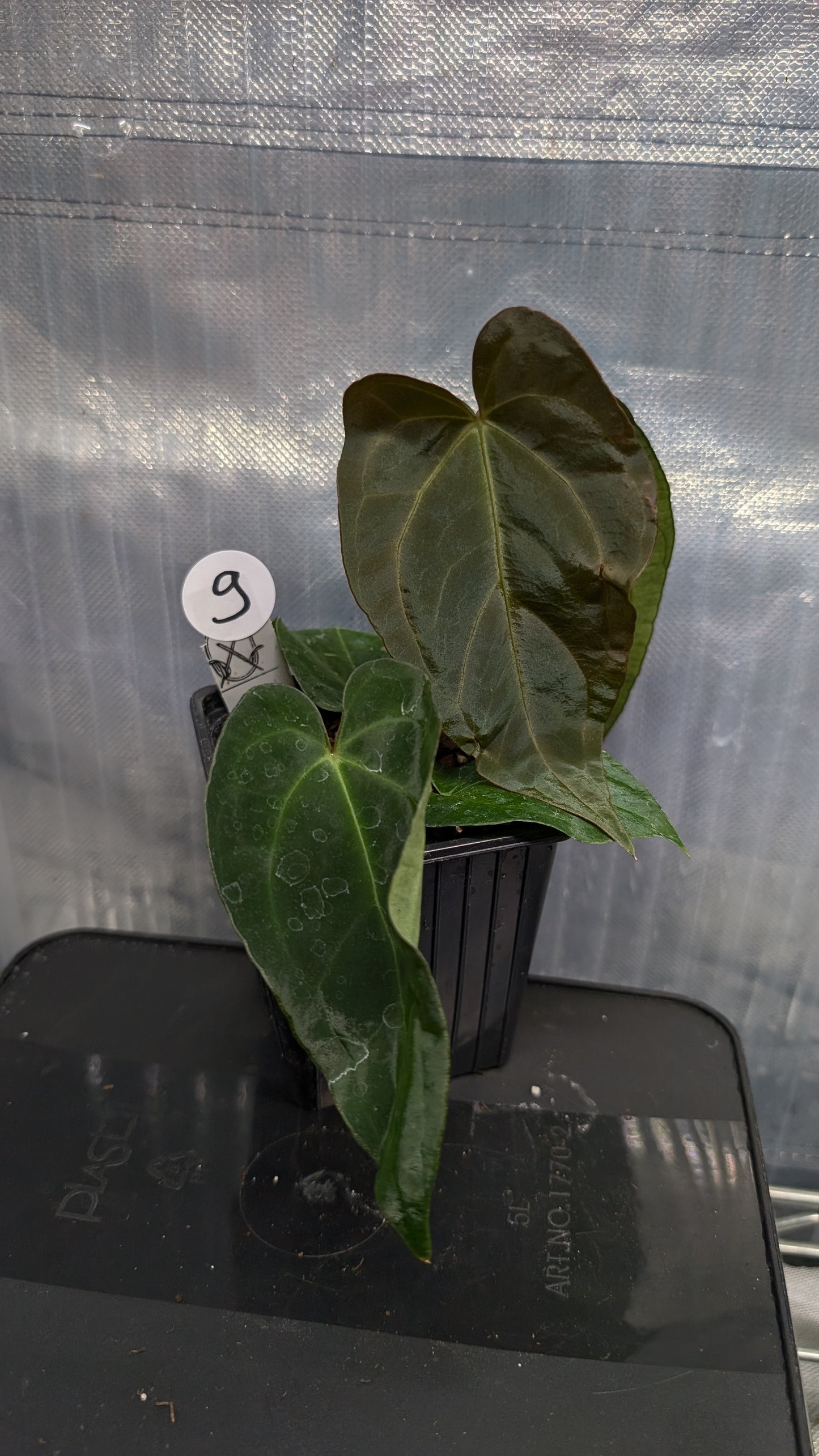 Anthurium Silver Blush Mint variegated x Papillilaminum 'Daniel'