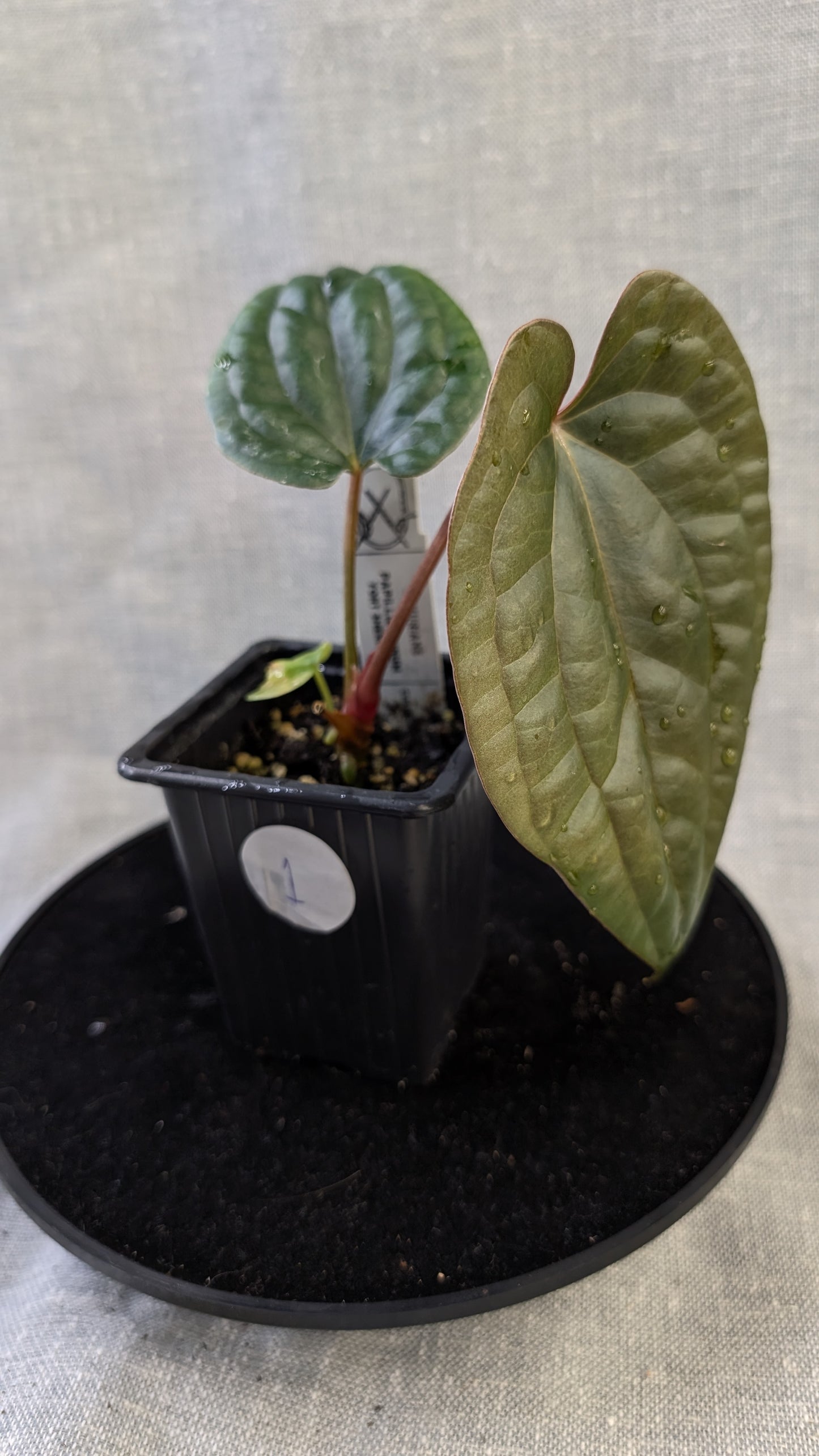 Anthurium Luxurians x Papillilaminum 'Fort Sherman'