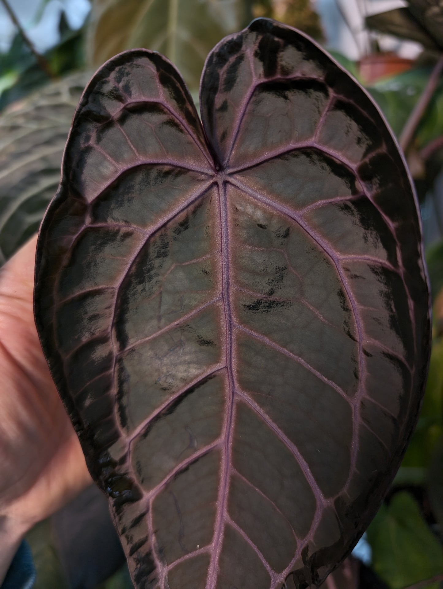 Anthurium Zara x Michelle 'selected dark form' Clone