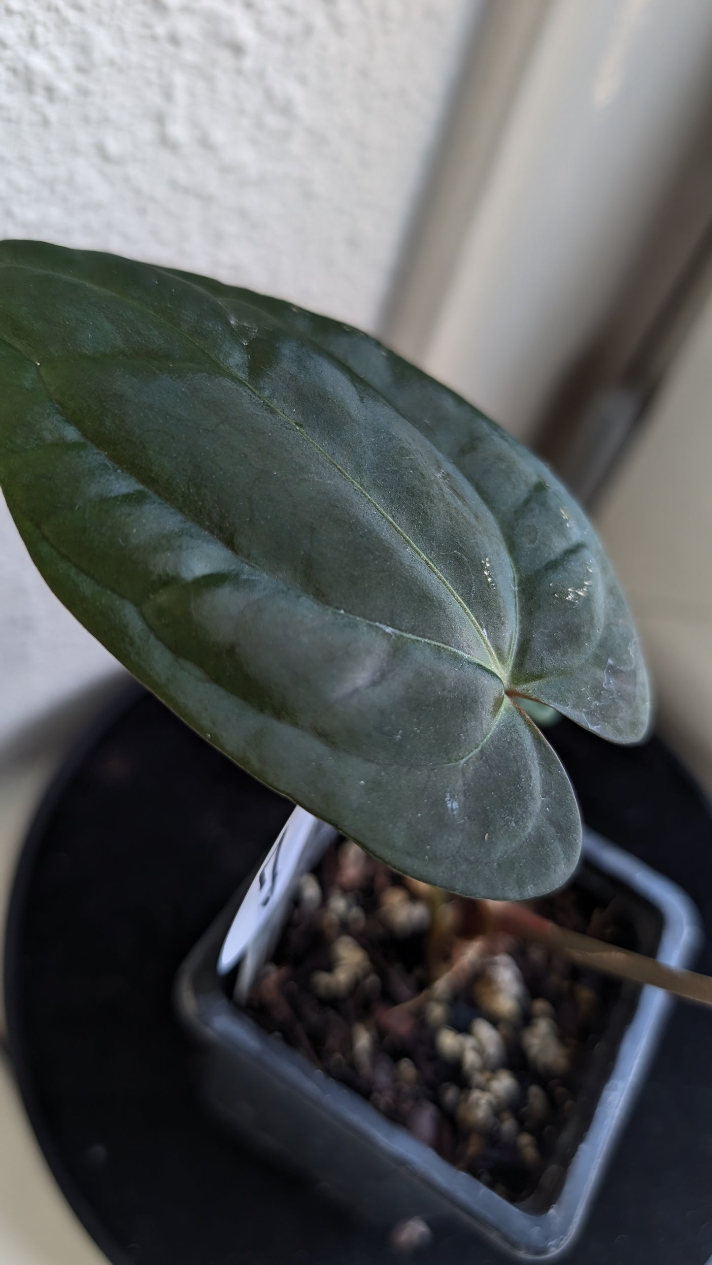 Anthurium Besseae aff 'Black Pillow' x Papillilaminum 'Fort Sherman' seedlings