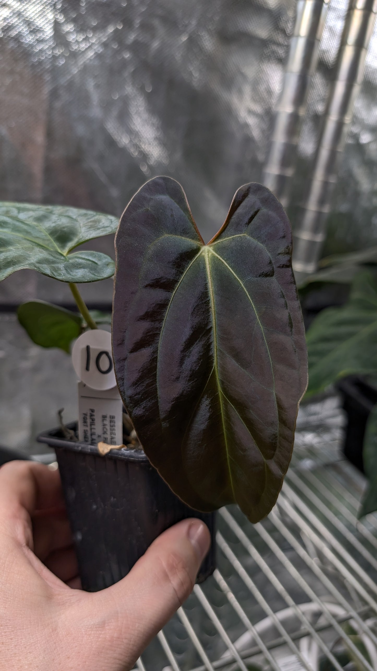 Anthurium Besseae aff 'Black Pillow' x Papillilaminum 'Fort Sherman' seedlings