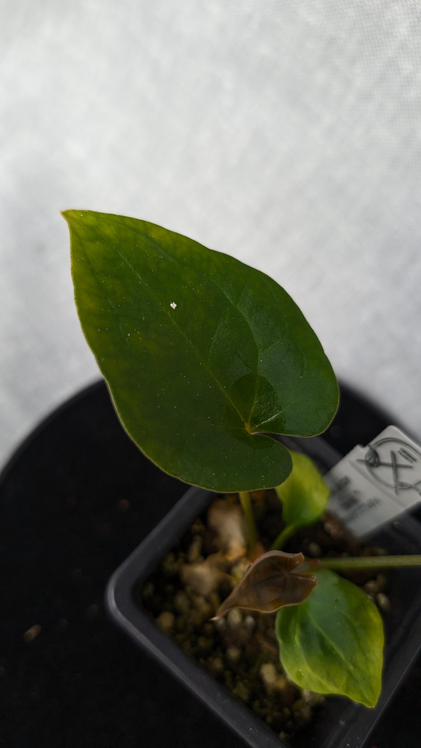 Anthurium Papillilaminum 'Daniel' x Ace of Spagetii