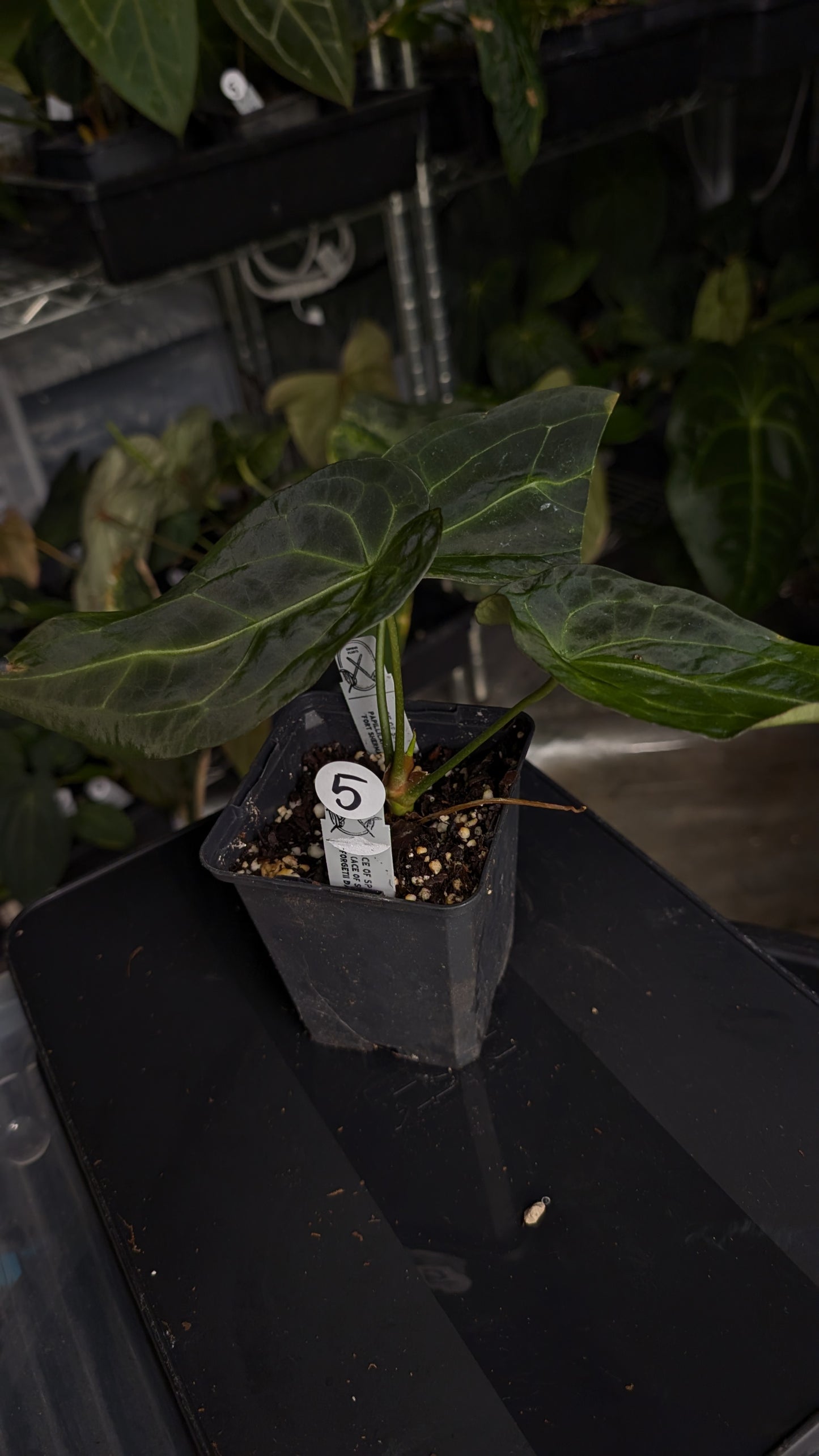 Anthurium Ace of Spagetii F2