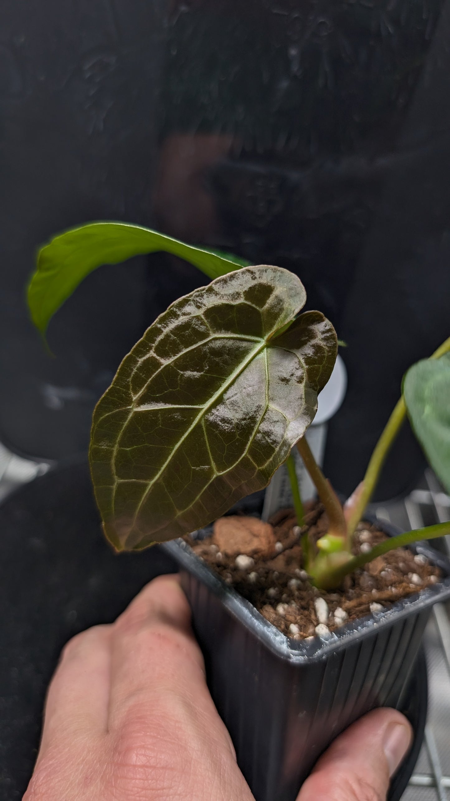 Anthurium Ace of Spagetii F2 (Ace of Spades x Forgetii) F2