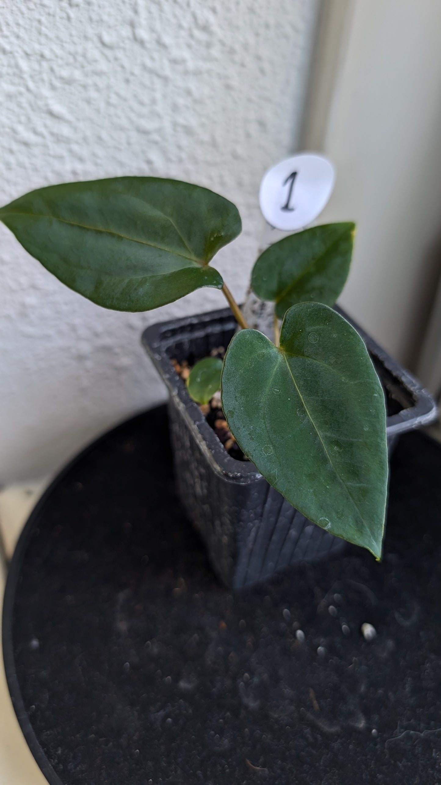 Anthurium (Carlablackiae x Dressleri Rio Guanche) X 'Ace of Spagetii'