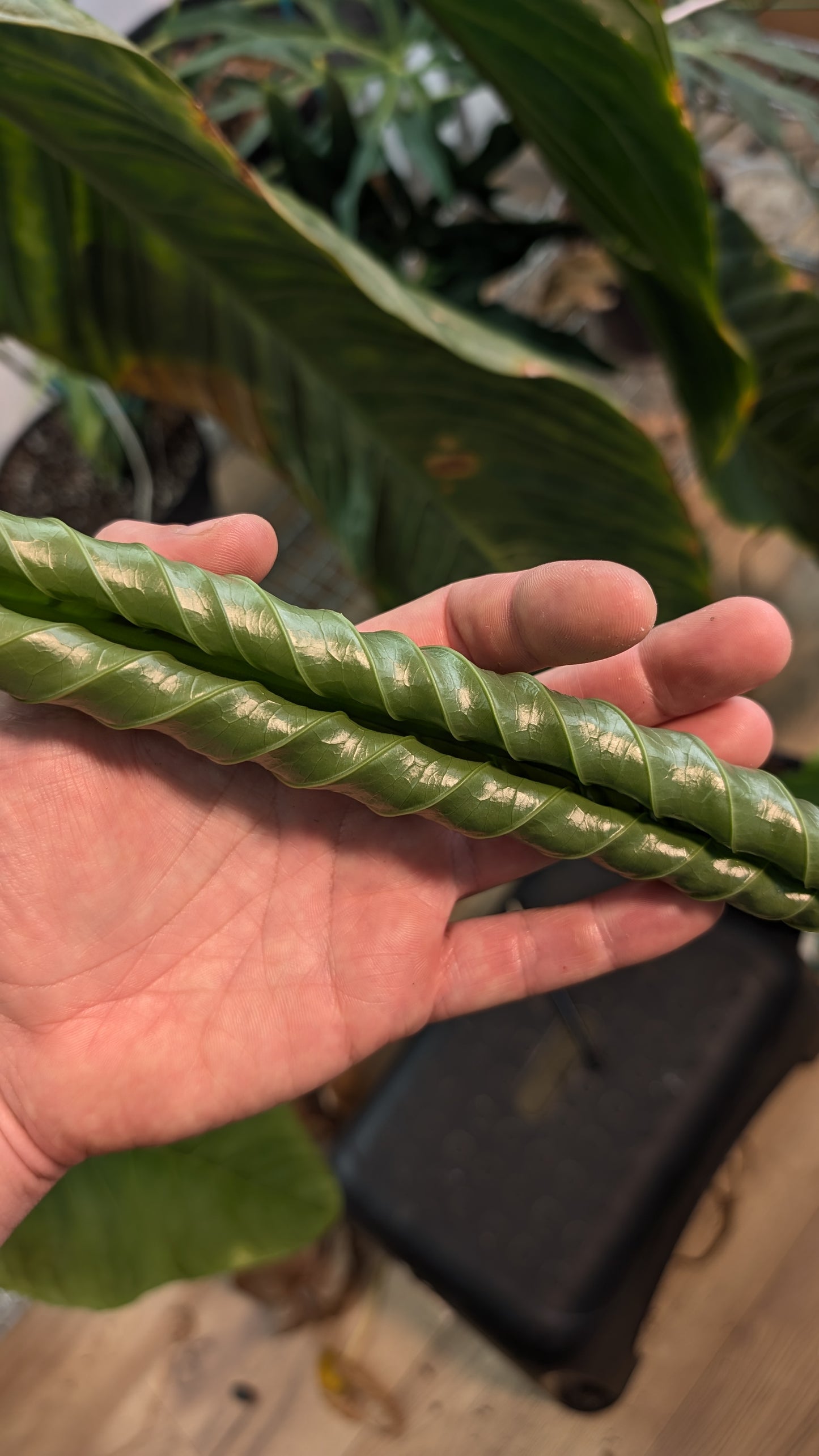 Anthurium Spectabile