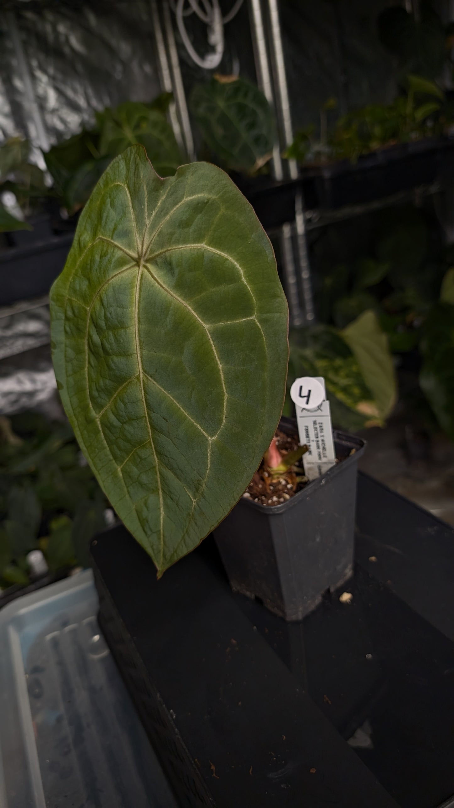 Anthurium Doc Block Zara x Michelle 'selected dark form' x Forgetii Dark