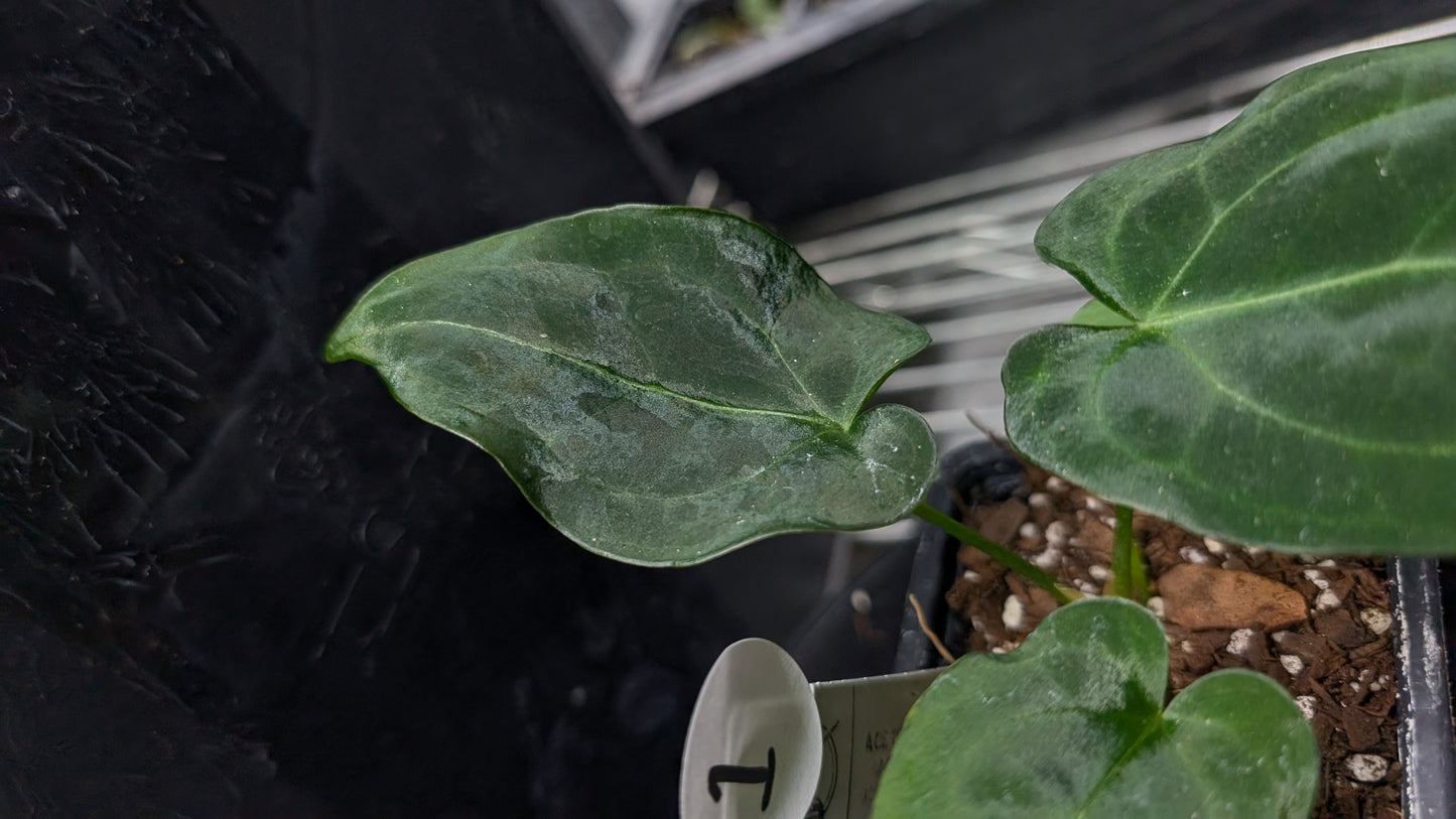 Anthurium Ace of Spagetii F2 (Ace of Spades x Forgetii) F2