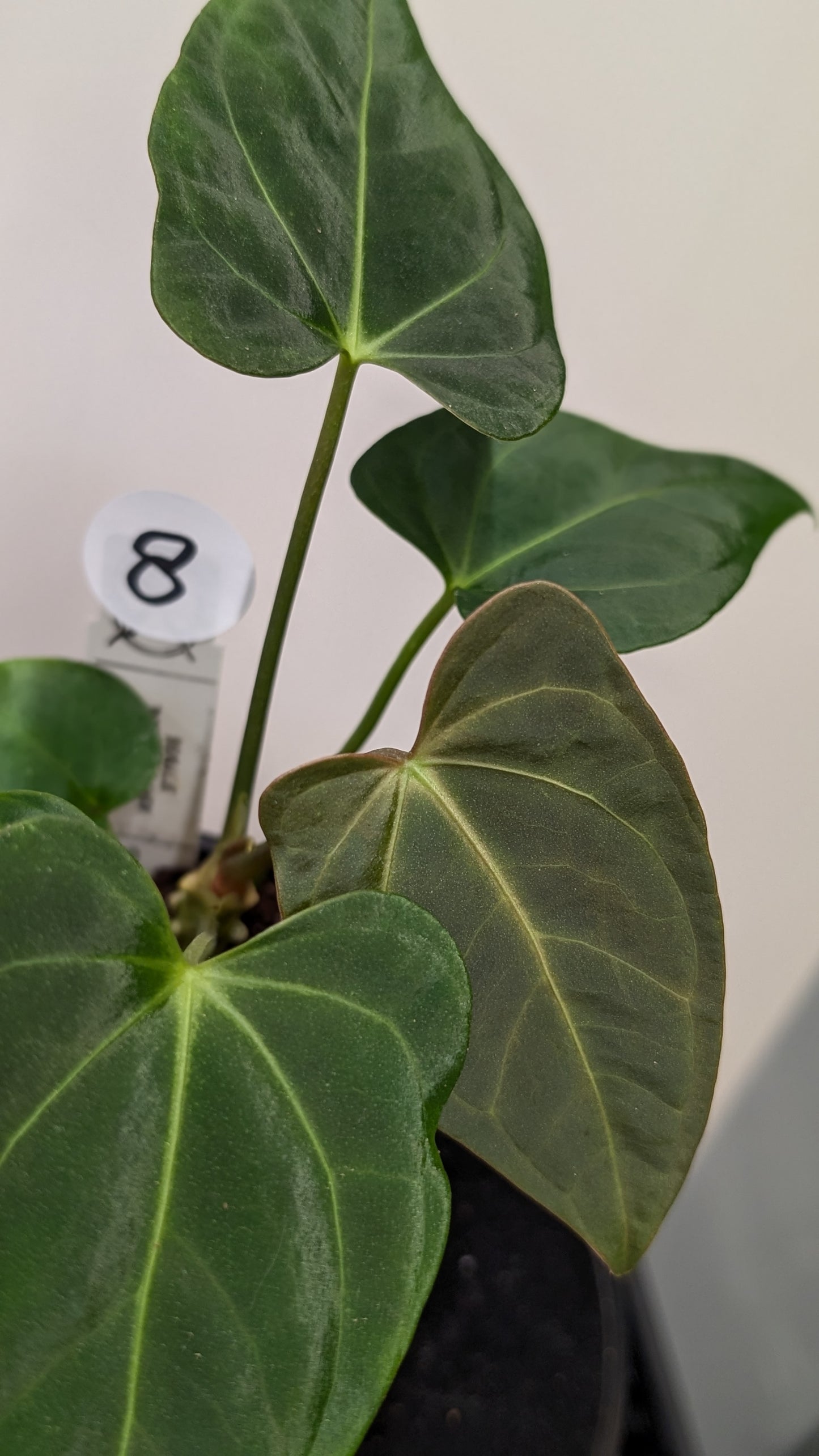 Anthurium Regale 'Dream Catcher' x Mr. Worldwide