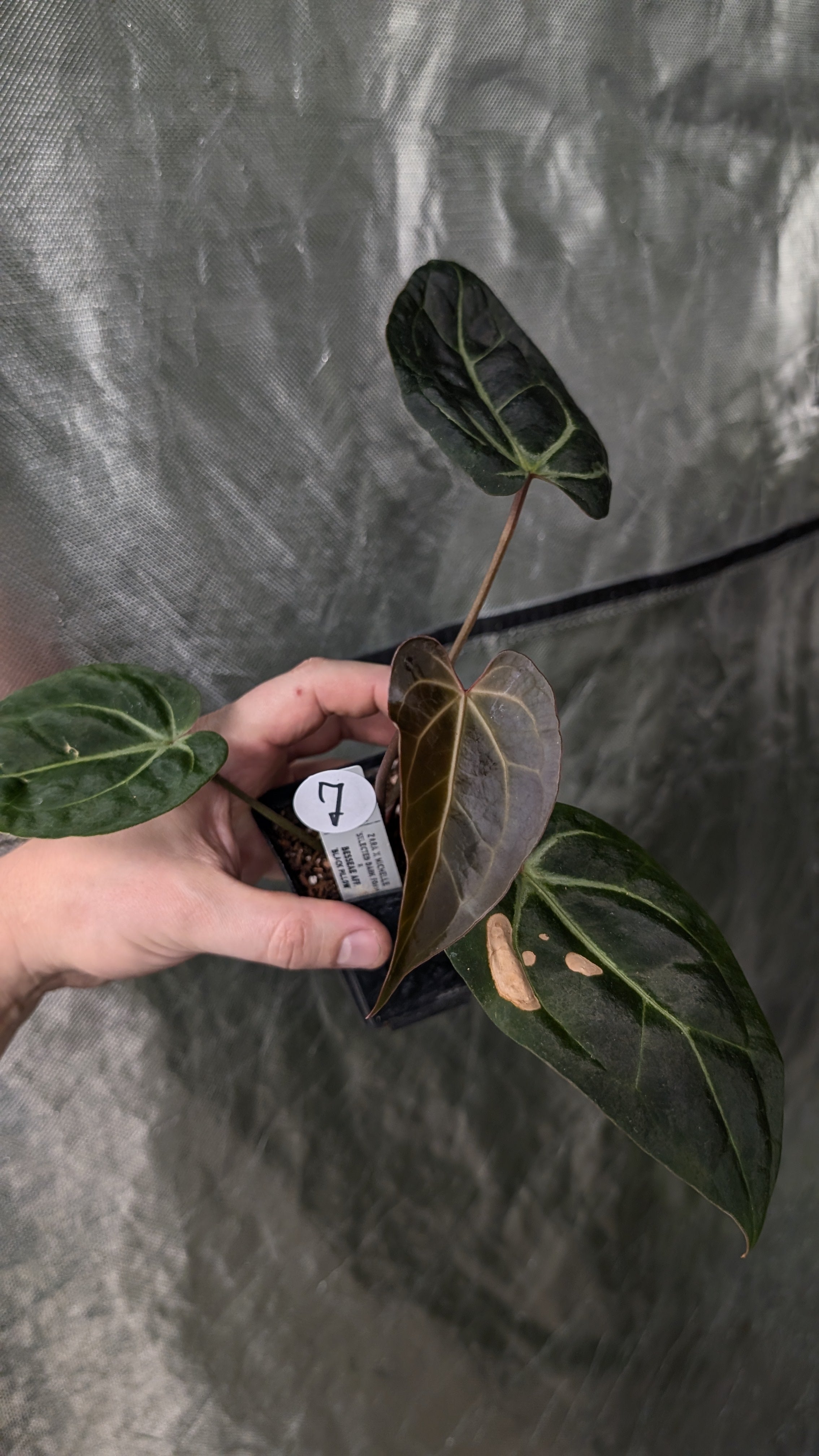 Anthurium Doc Block Zara x Michelle 'Selected Dark Form' x Besseae