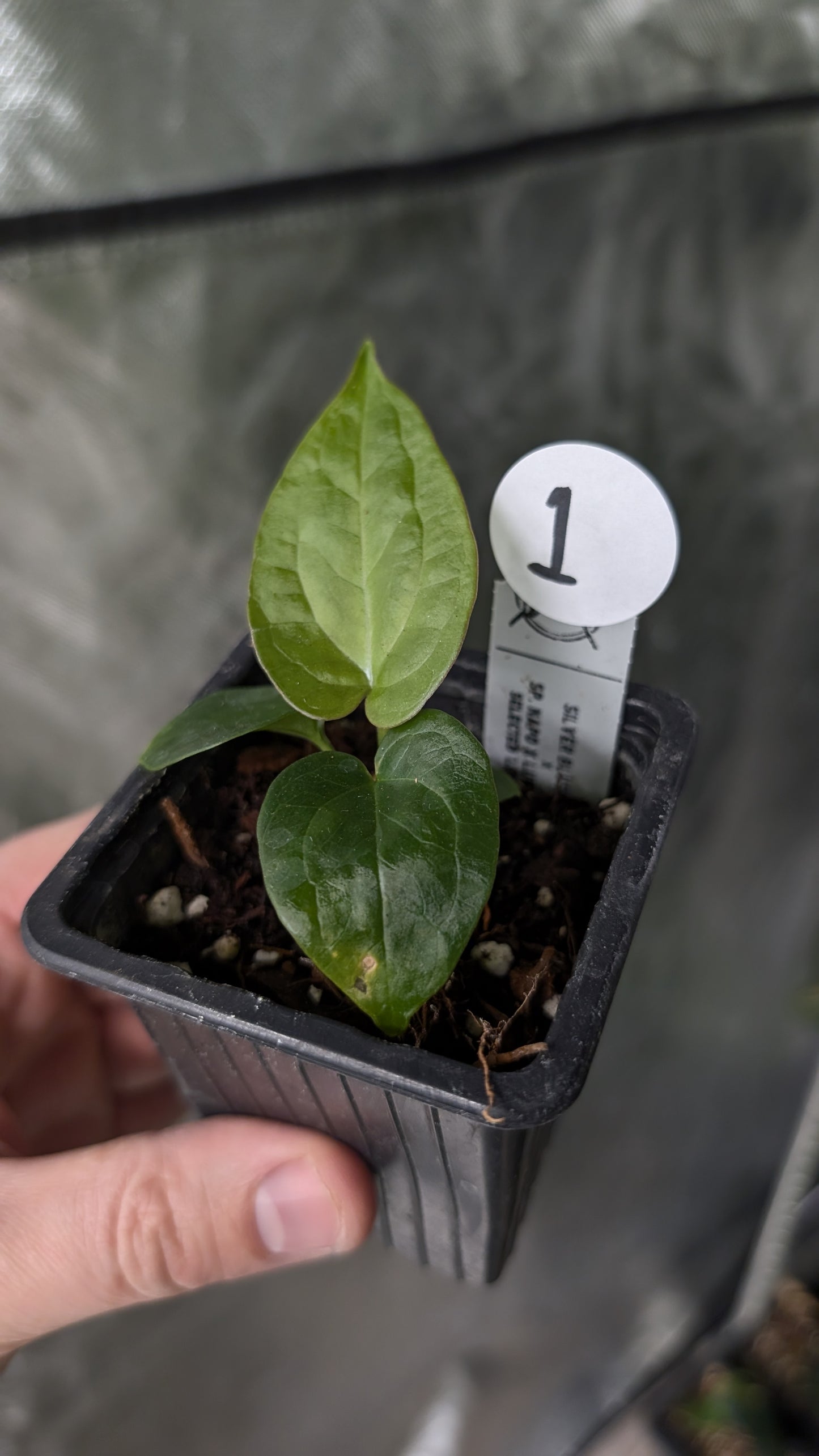 Anthurium Silver Blush Mint x Sp. Napo x Luxurians