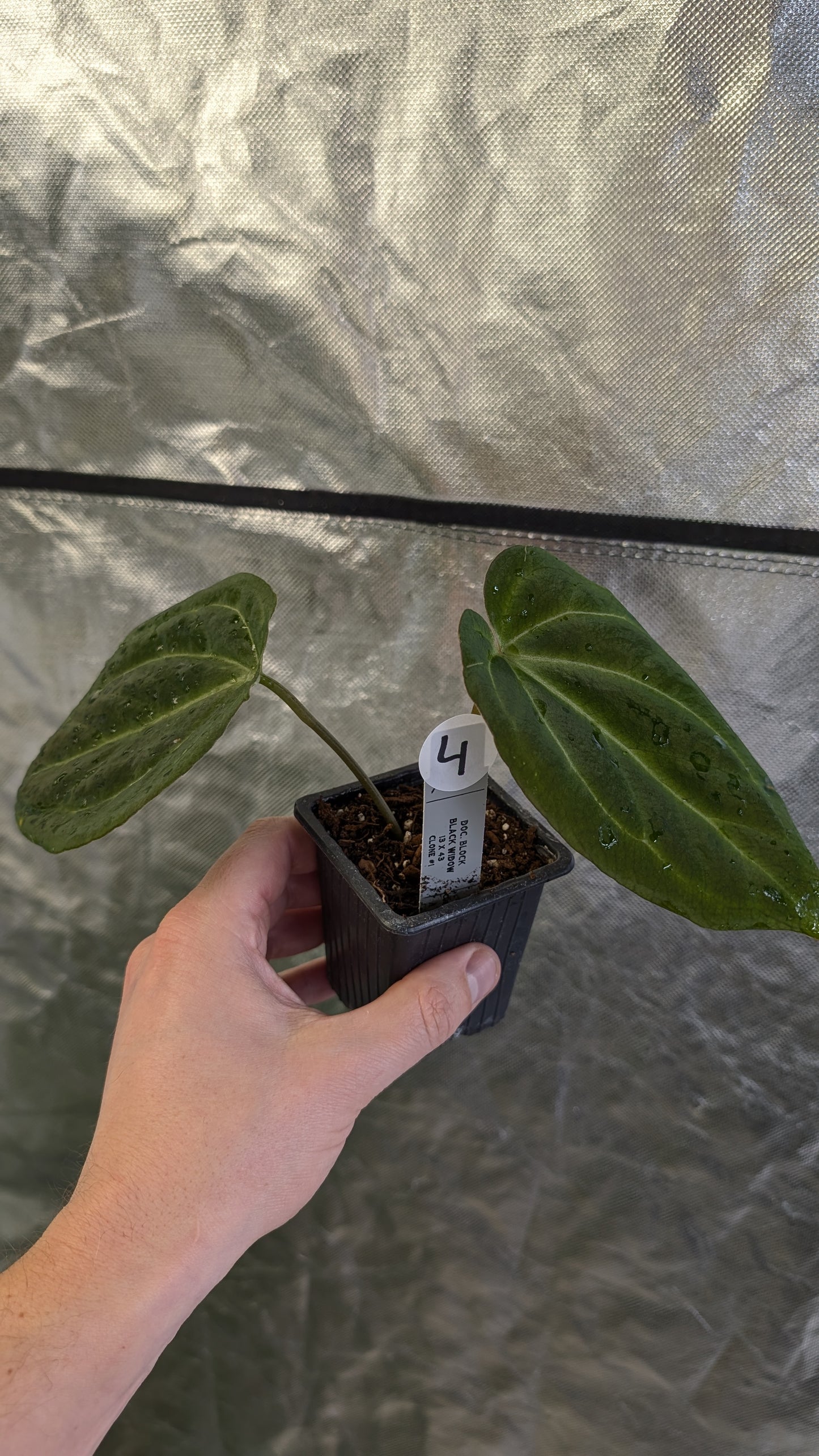 Anthurium Black Widow 13 x 43 clone