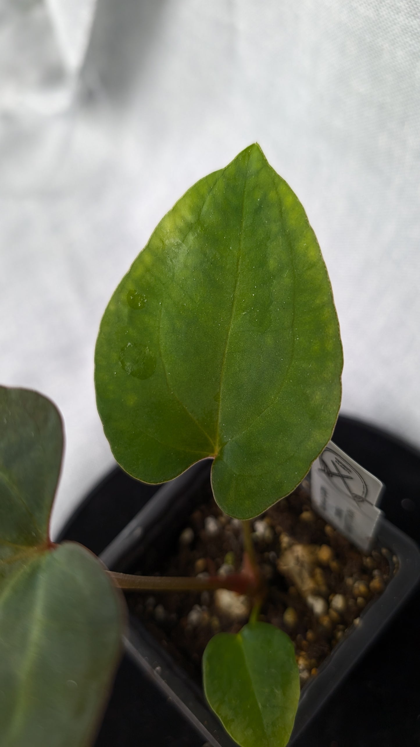 Anthurium Papillilaminum 'Daniel' x Ace of Spagetii