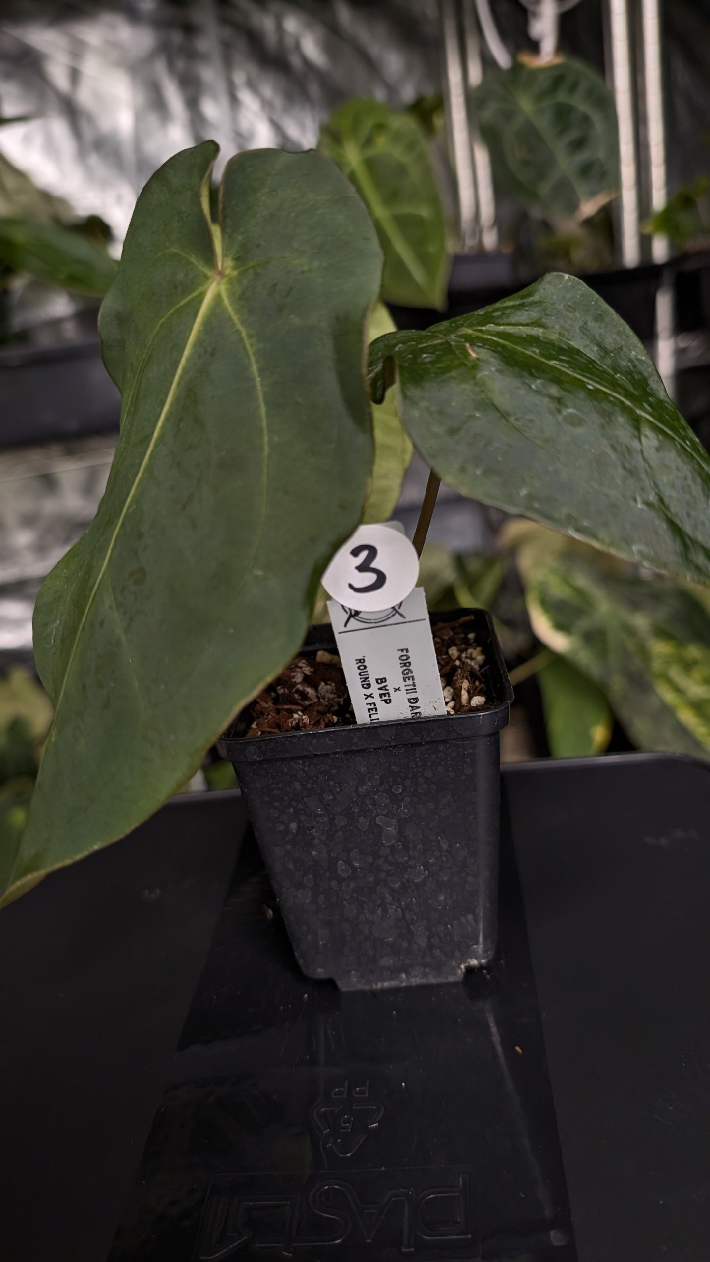 Anthurium Forgetii dark form x BVEP 'Round x Felix'