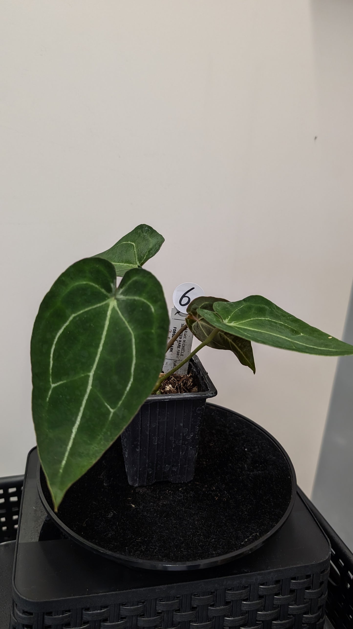 Anthurium Doc Block Zara x Michelle 'selected dark form' x Forgetii Dark