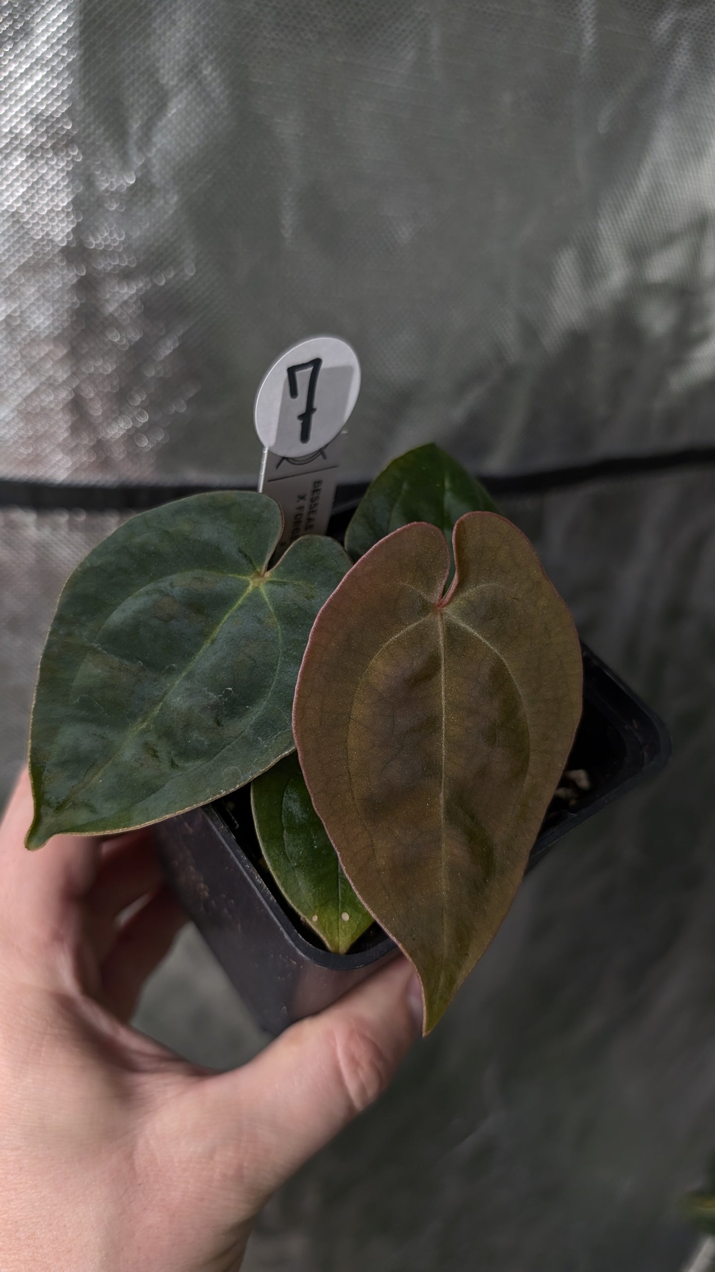 Anthurium [Besseae aff. x Forgetii dark] x BVEP Round x Felix