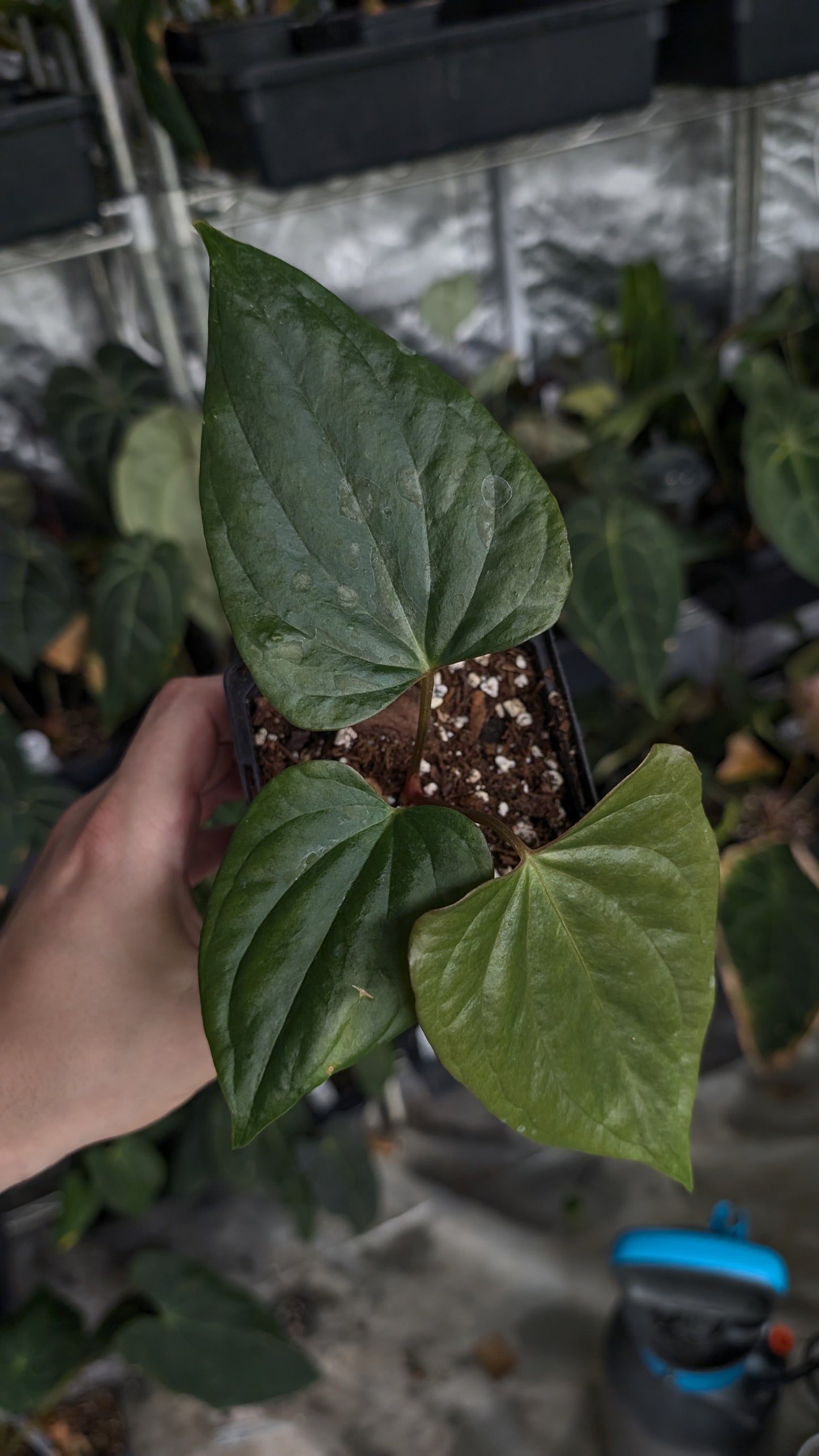 Anthurium 'Steelfin' clone