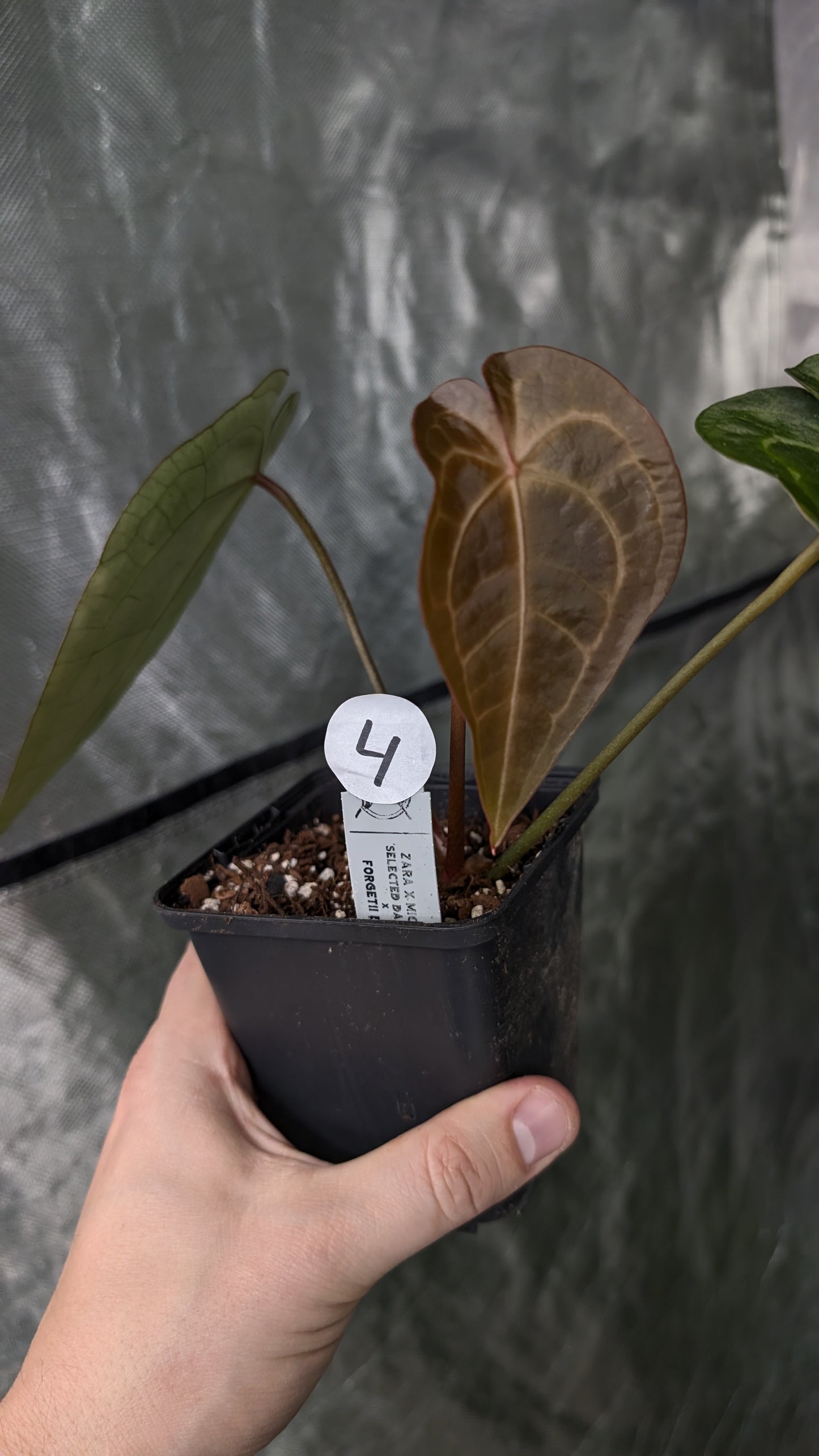 Anthurium Doc Block Zara x Michelle 'selected dark form' x Forgetii Dark