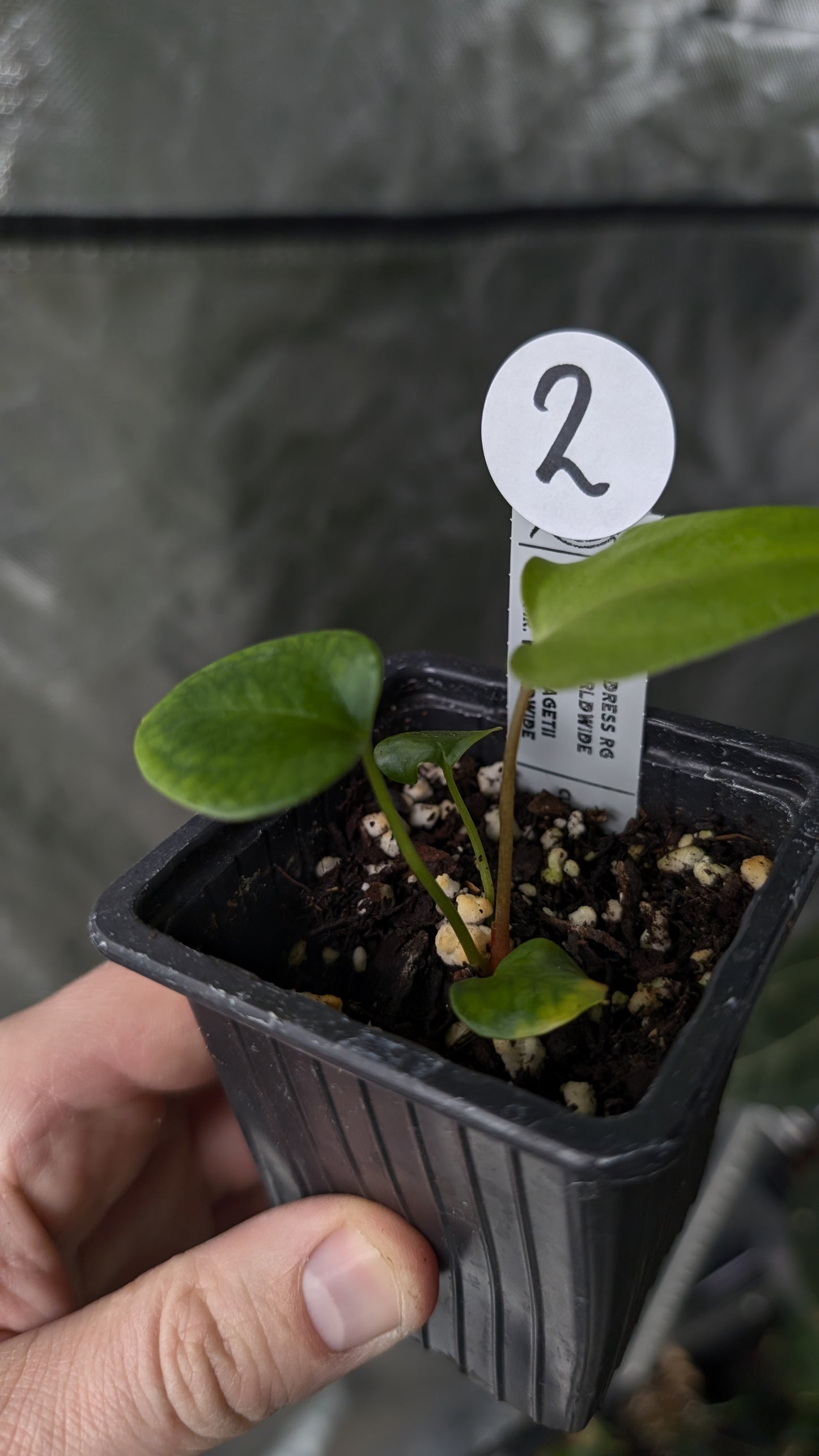 Anthurium [Carlablackiae x Dressleri Rio Guanche x Mr. Worldwide] x [Ace of Spagetii x Mr Worldwide]
