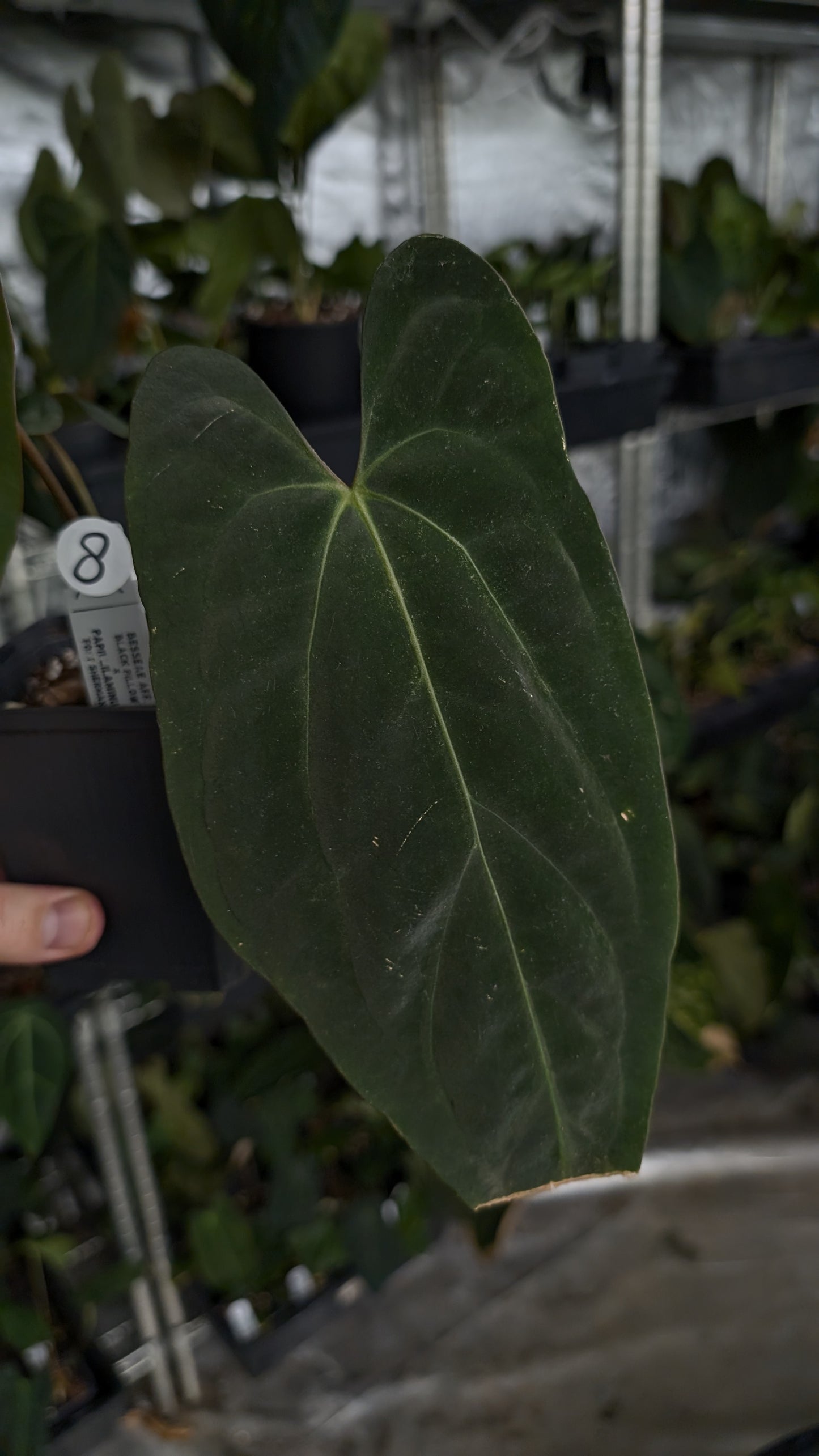 Anthurium Besseae aff 'Black Pillow' x Papillilaminum 'Fort Sherman'