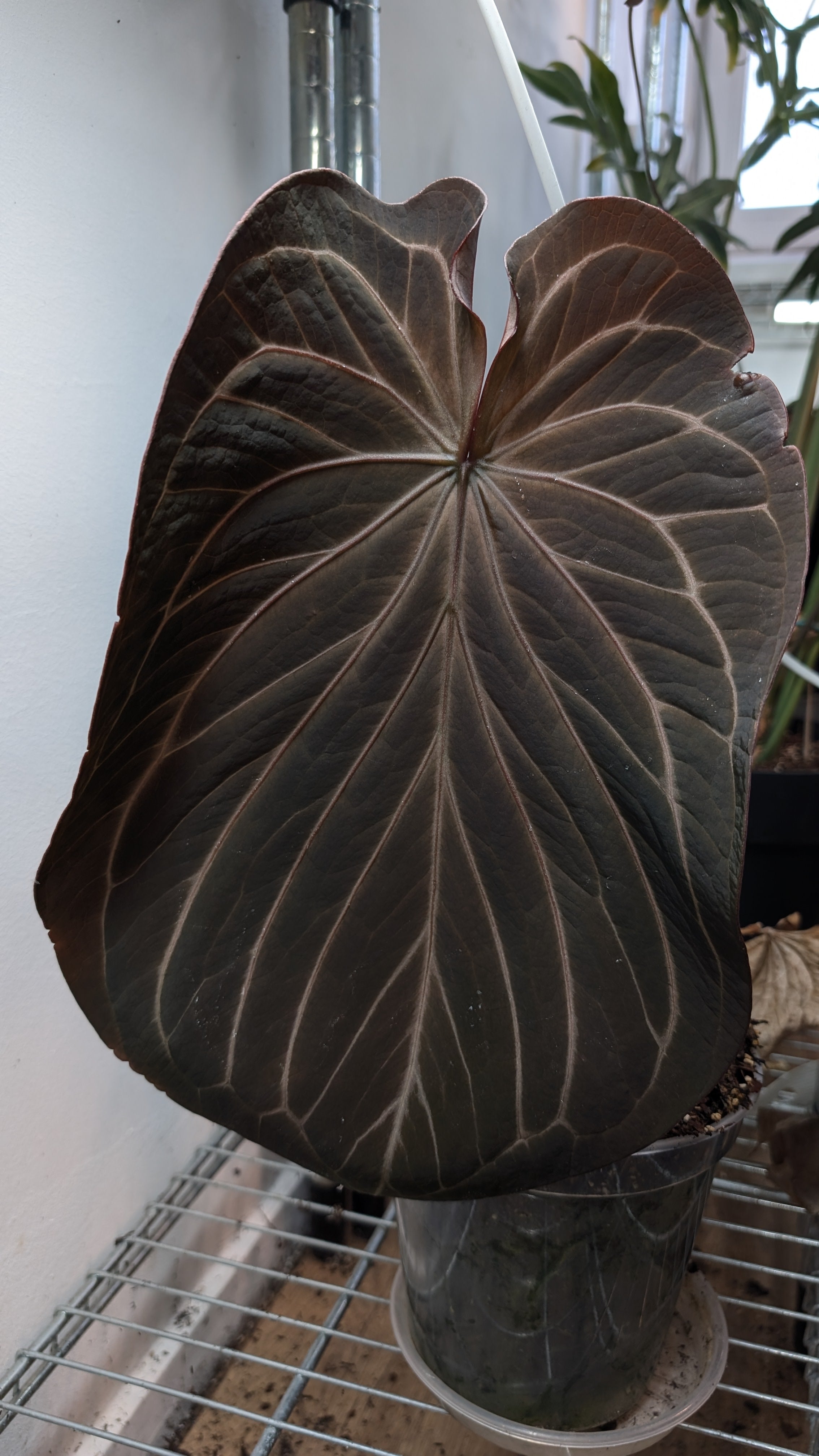 Anthurium King of Spades x BVEP (RxF) or (Sp. Napo x Luxurians
