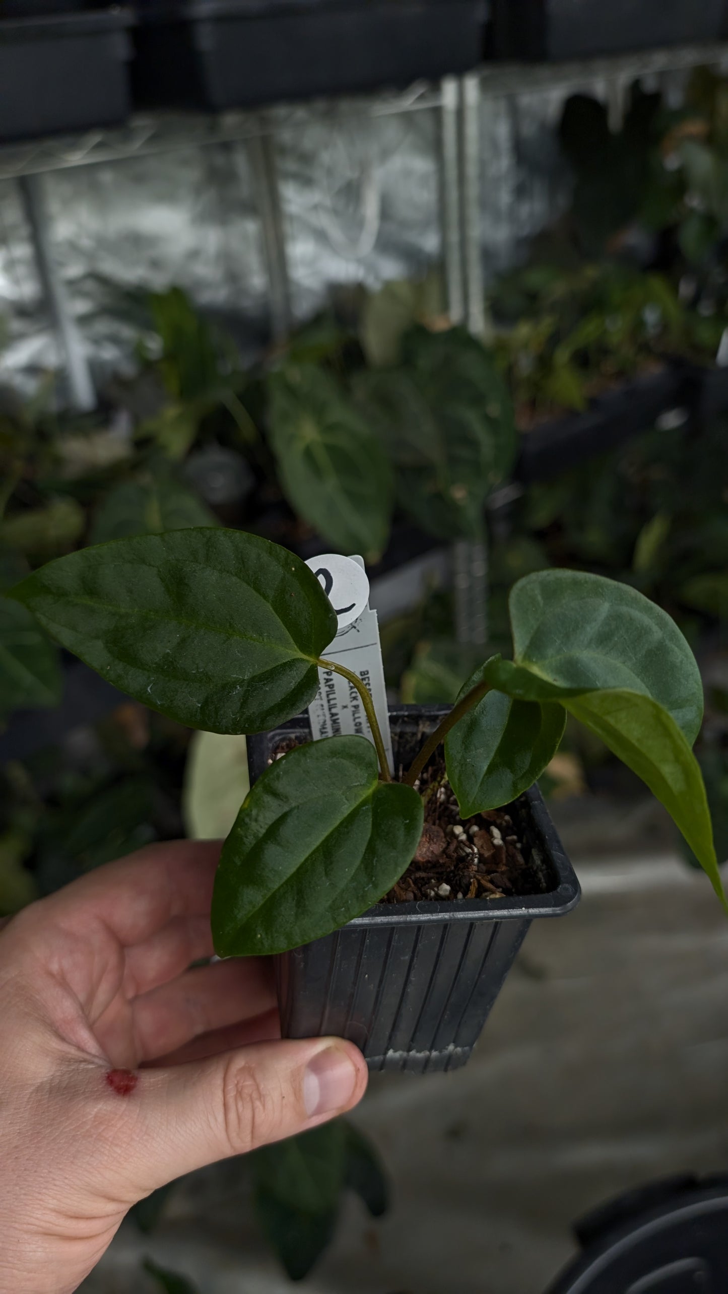Anthurium Besseae aff 'Black Pillow' x Papillilaminum 'Fort Sherman'