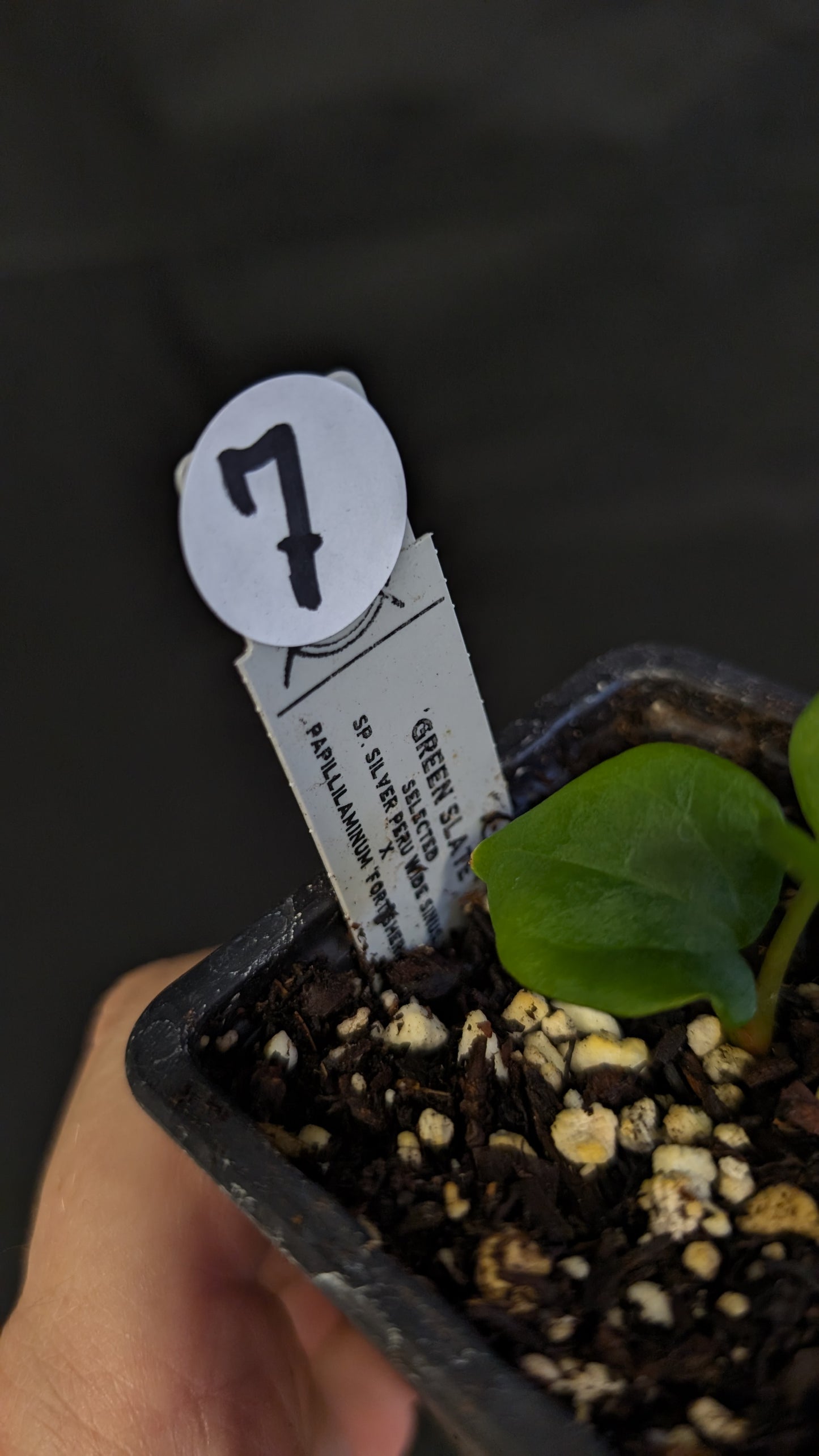 Anthurium 'Green Slate'
