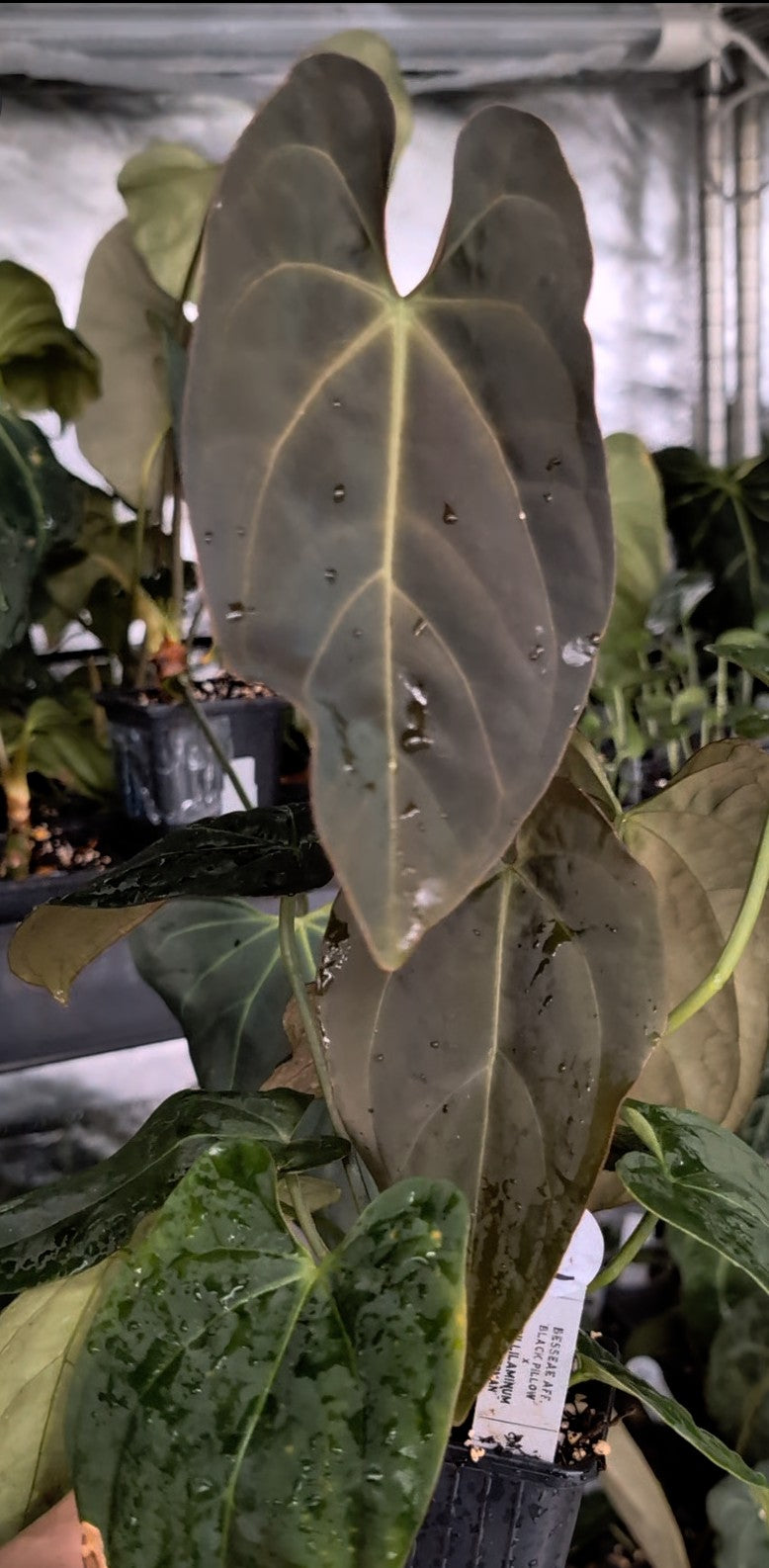 Anthurium Besseae aff 'Black Pillow' x Papillilaminum 'Fort Sherman'