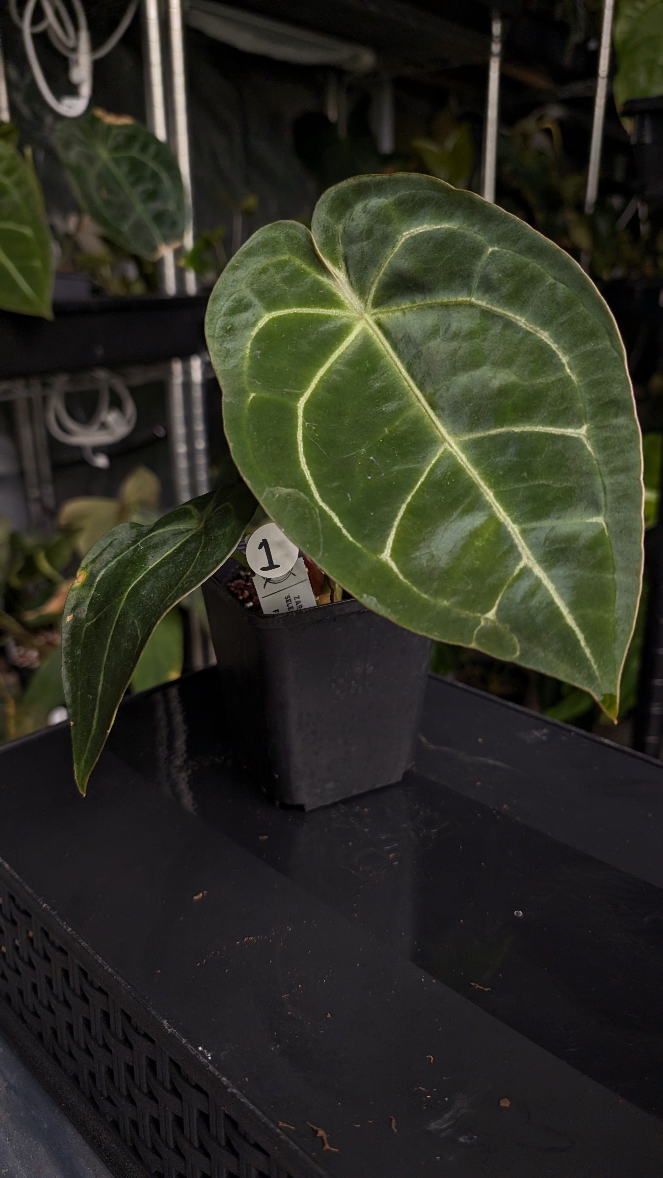 Anthurium Doc Block Zara x Michelle 'selected dark form' x