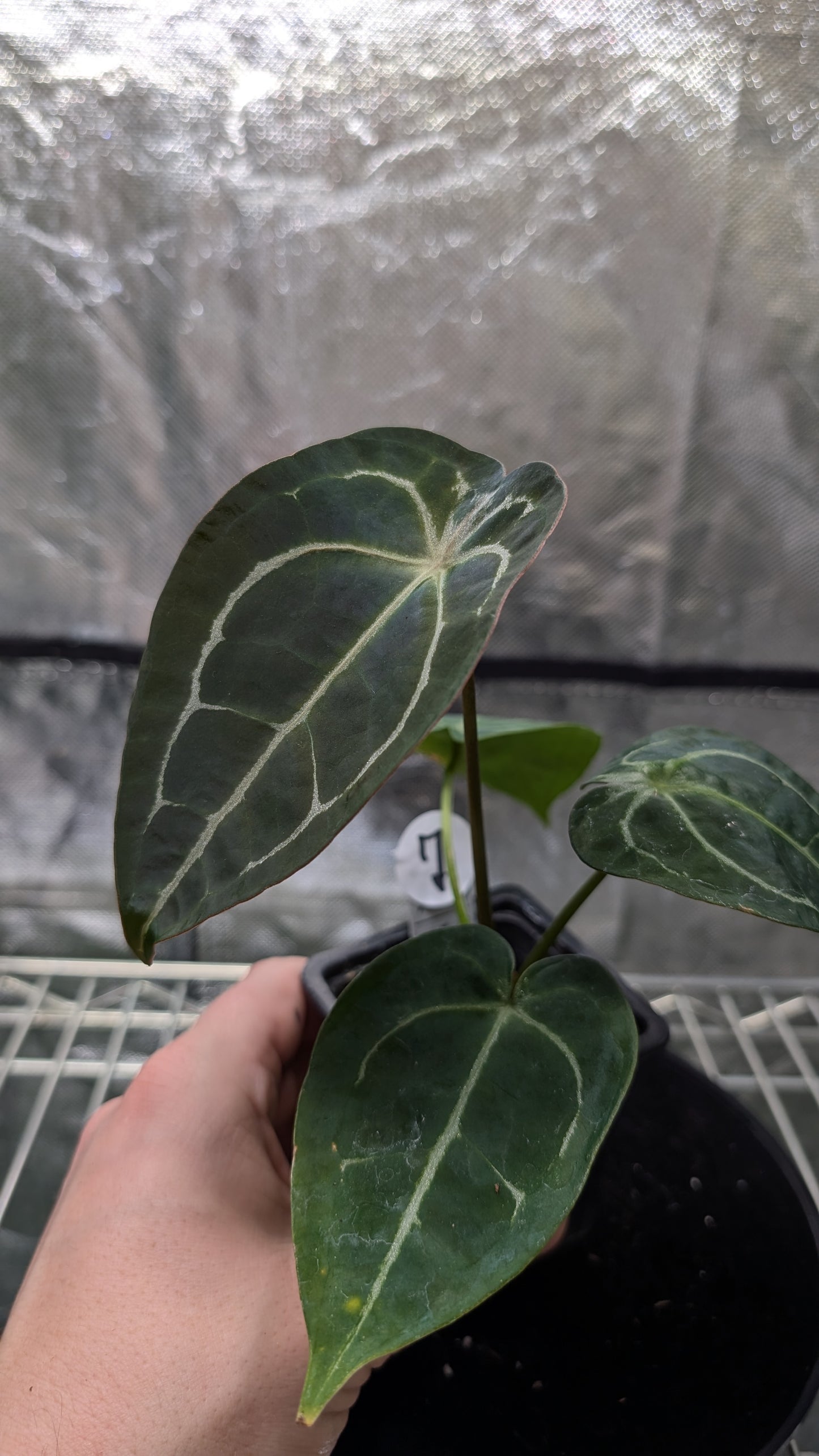 Anthurium Doc Block Zara x Michelle 'selected dark form' x Forgetii Dark