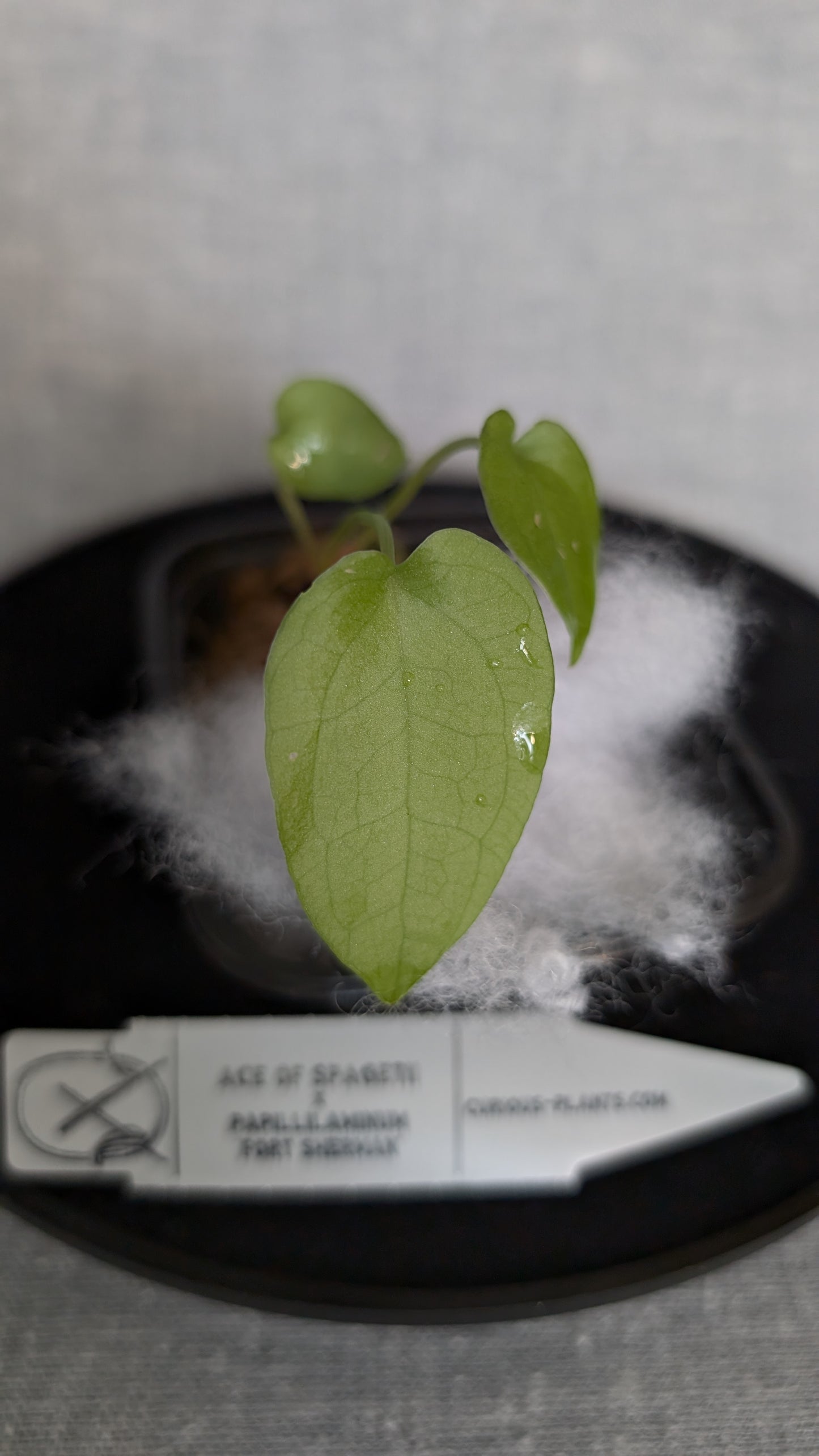 Anthurium Ace of Spagetii x Papillilaminum 'Fort Sherman'