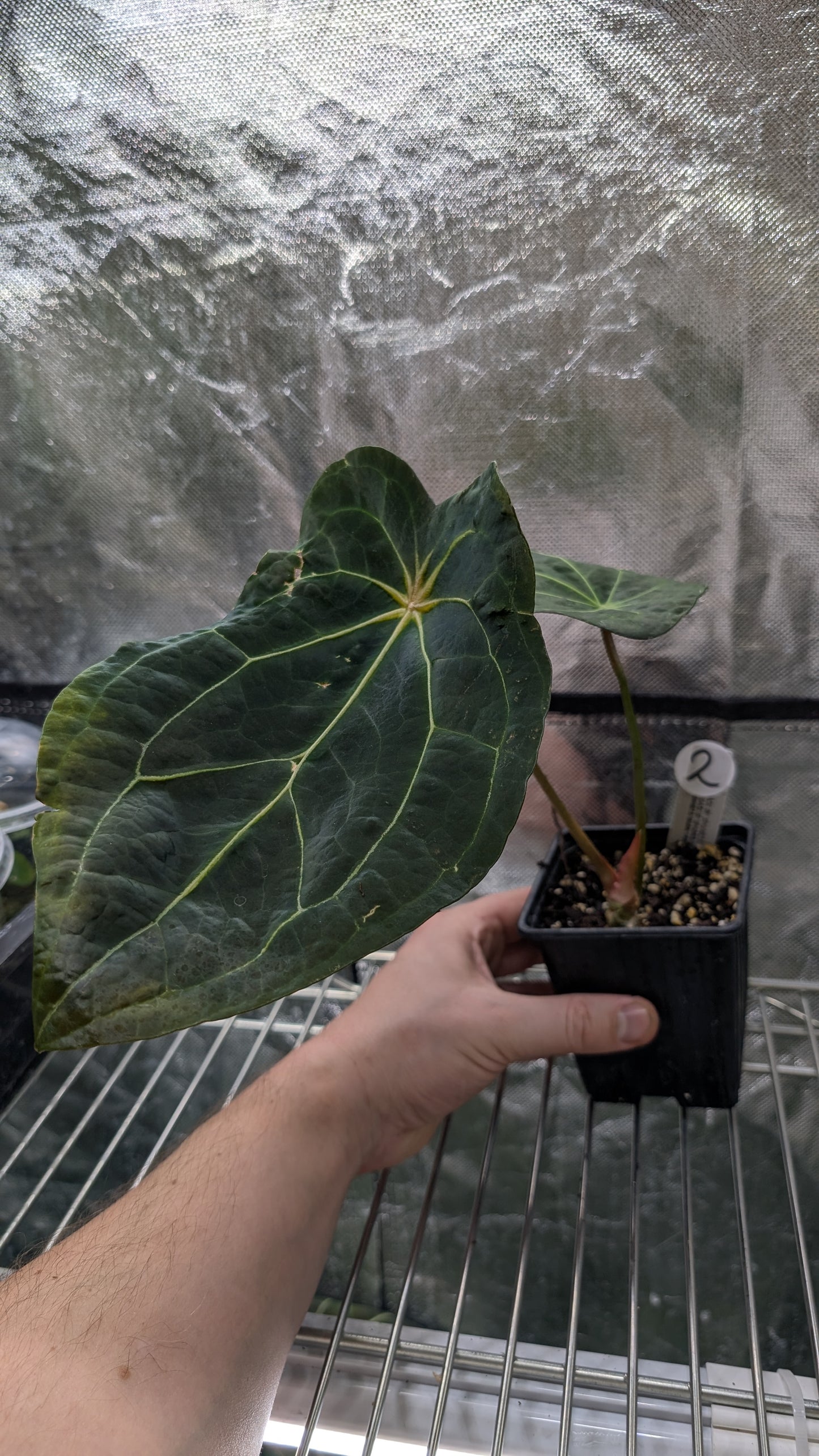 Anthurium Ace of Spagetii F2 (Ace of Spades x Forgetii) F2