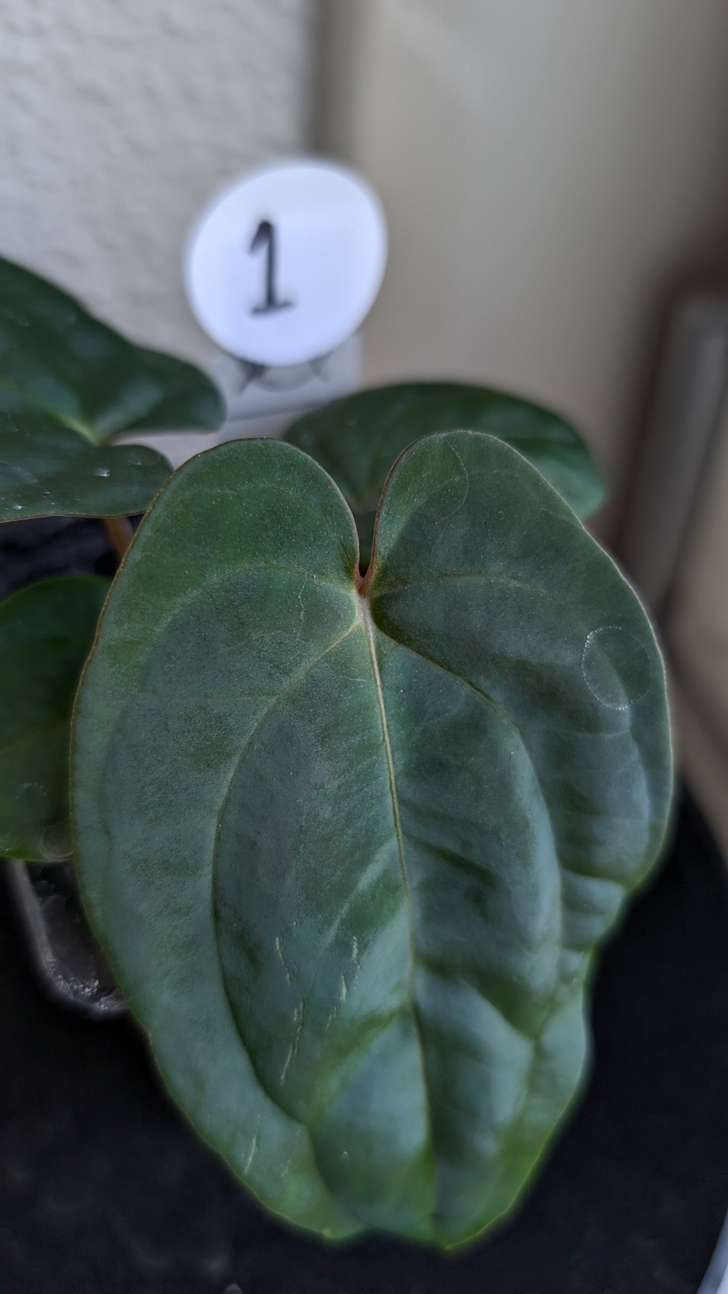 Anthurium Besseae aff 'Black Pillow' x Papillilaminum 'Fort Sherman' seedlings