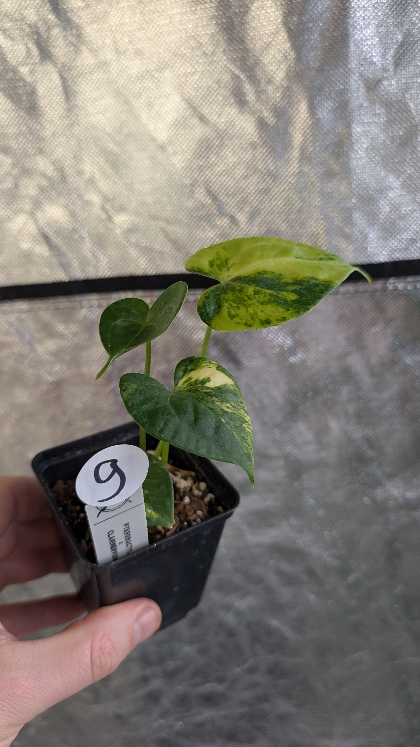 Variegated Anthurium Pterodactyl variegata x Clarinervium