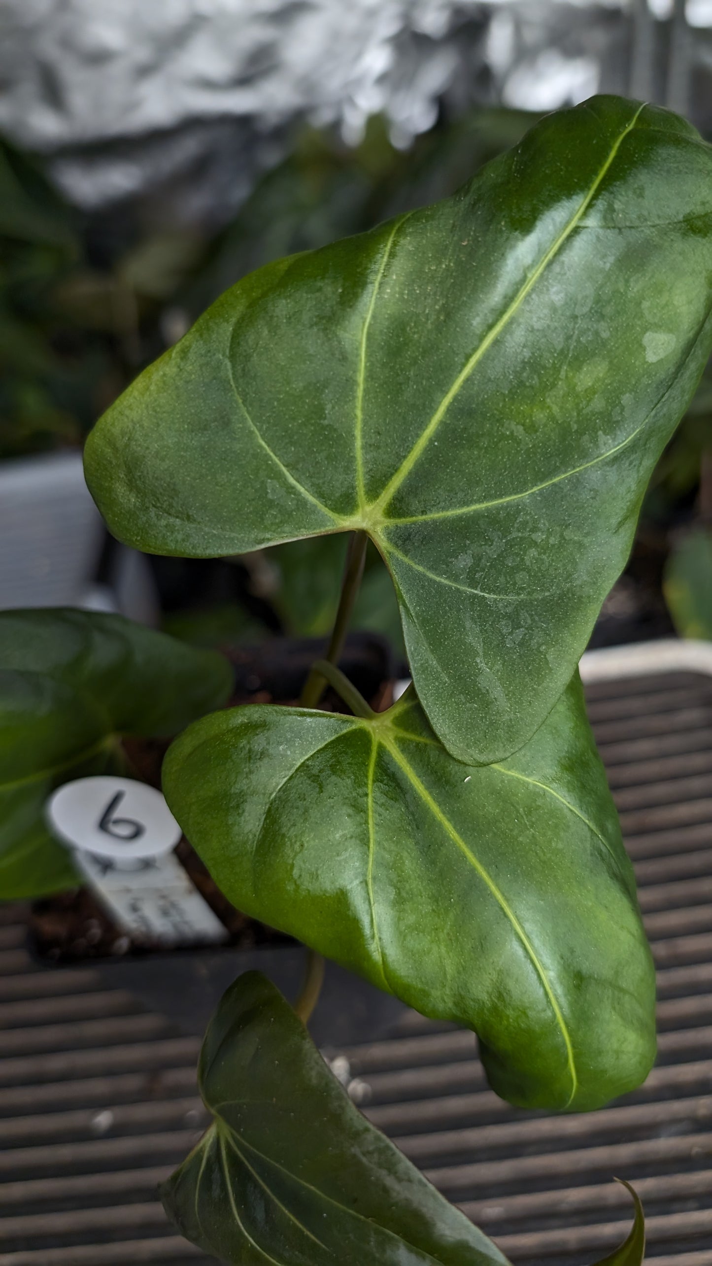 Anthurium Papillilaminum 'Fort Sherman' x Mr. Worldwide
