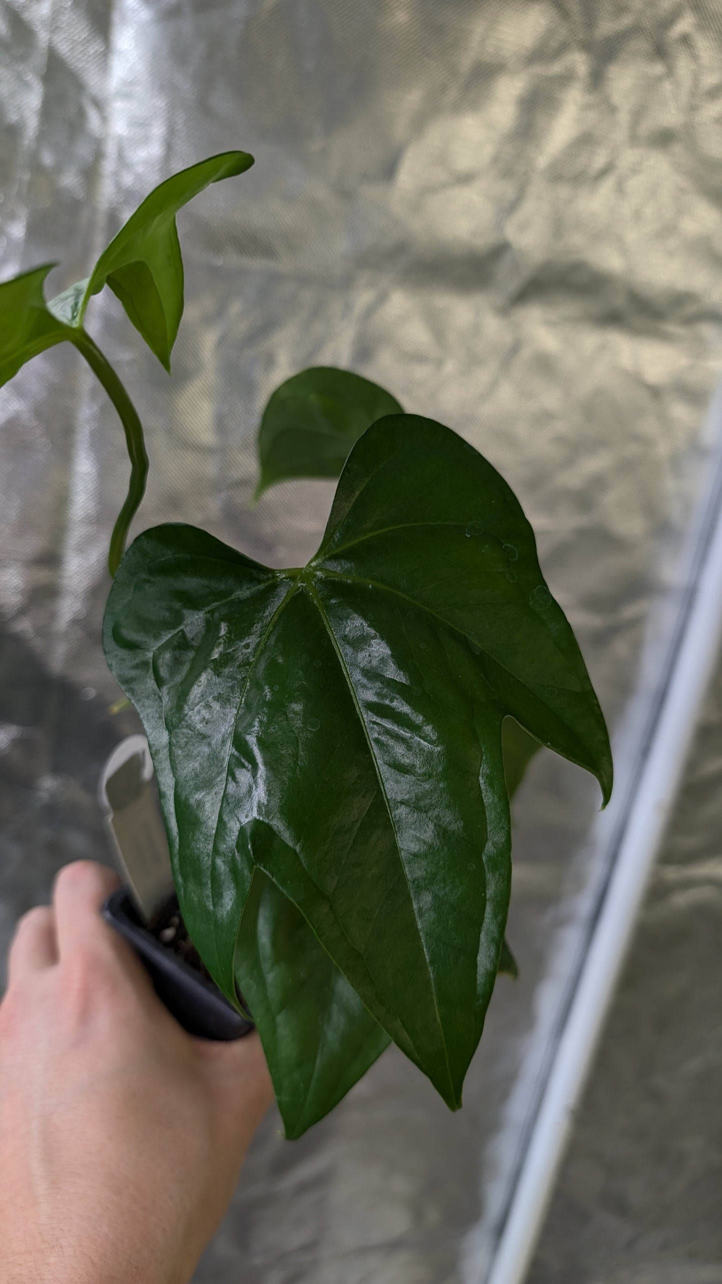 Anthurium Pterodactyl x self