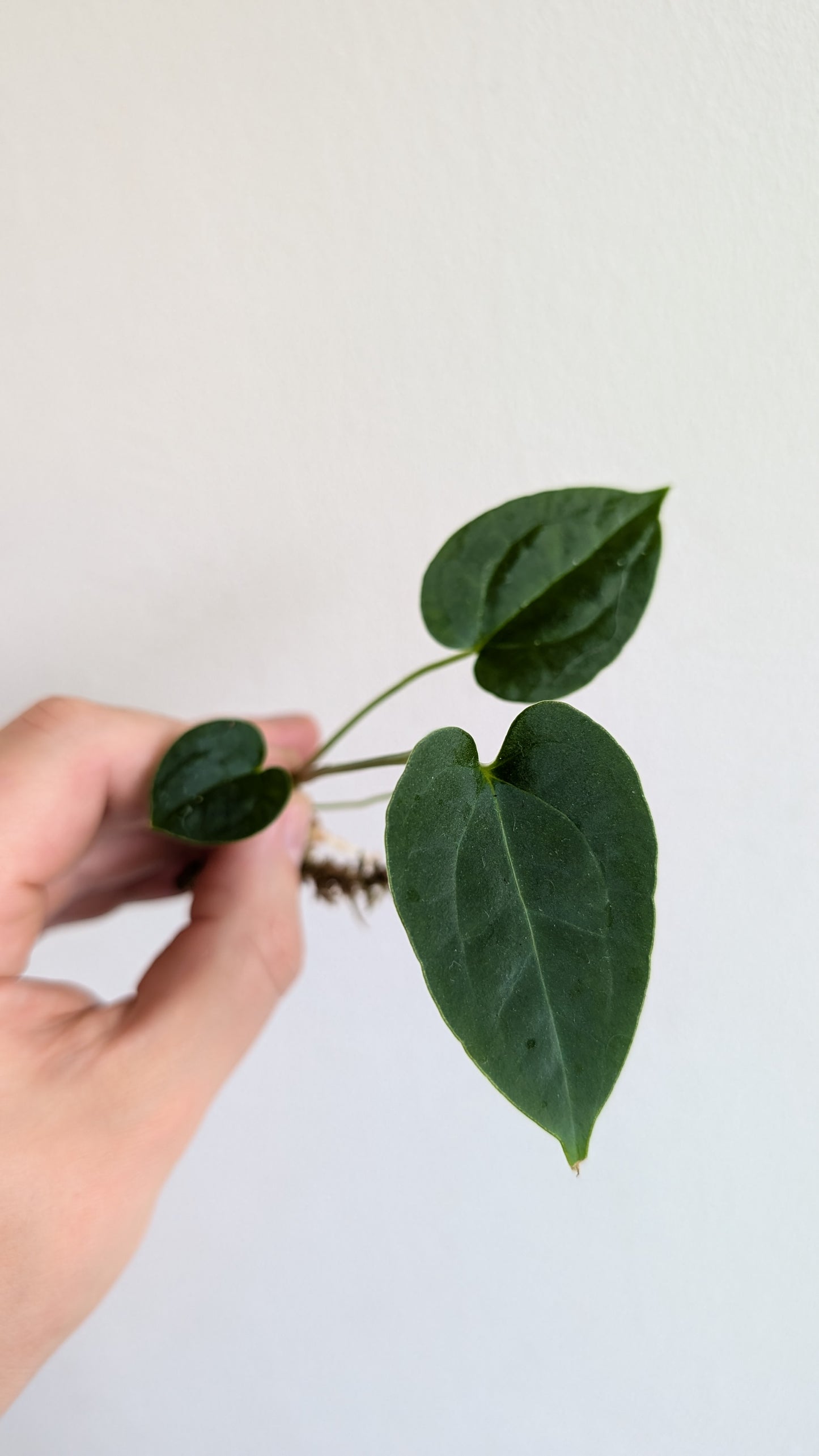 Anthurium Magnificum x Papillilaminum 'Daniel'