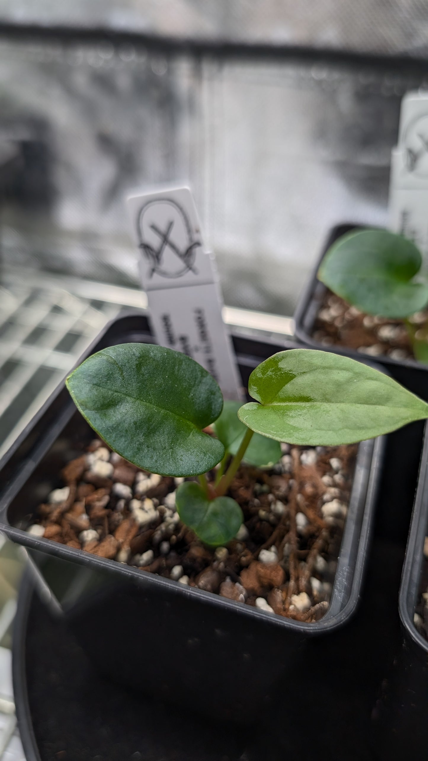 Anthurium Forgetii dark form x BVEP 'Round x Felix'