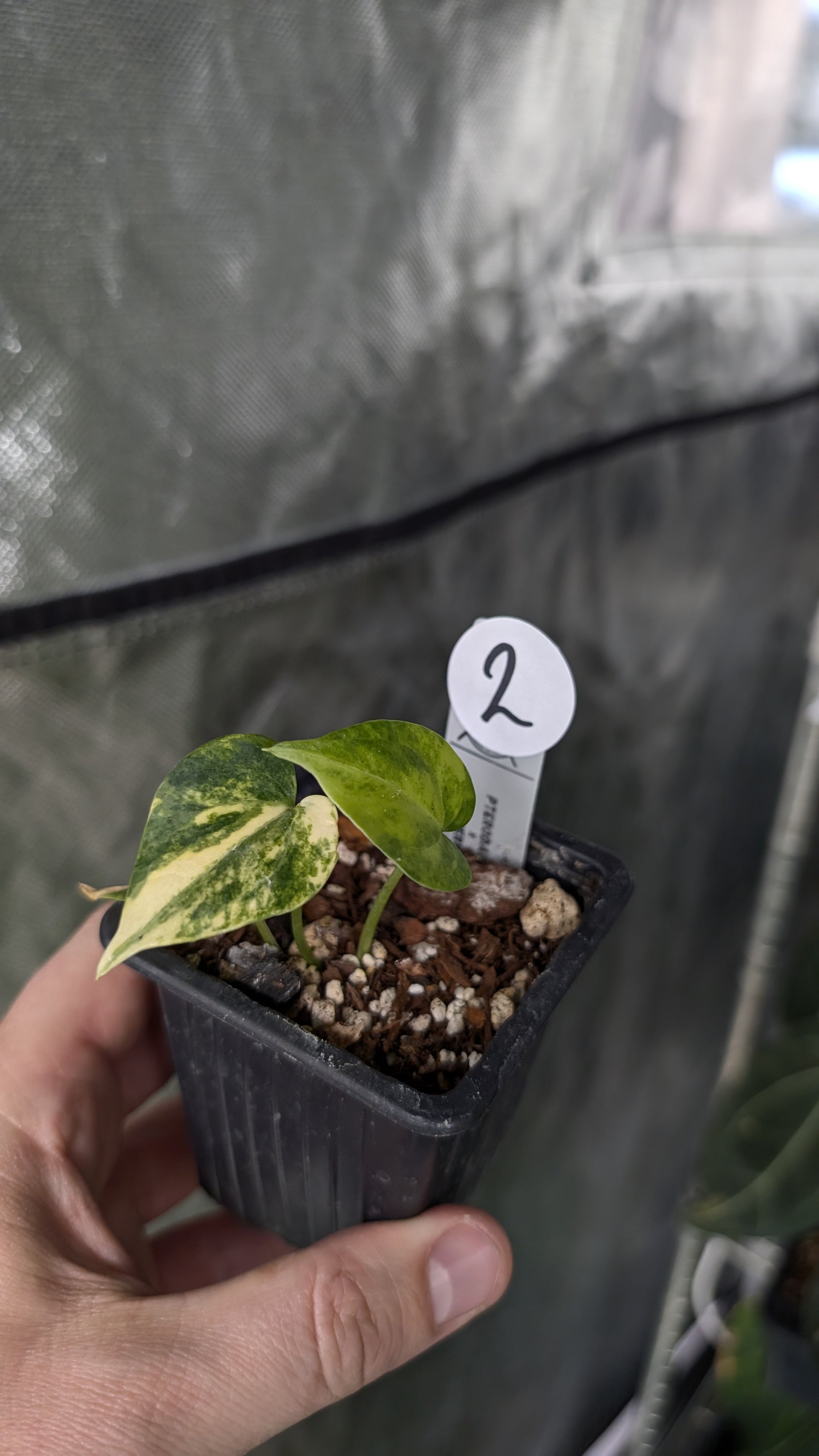 Variegated Anthurium Pterodactyl variegata x Clarinervium – Curious Plants