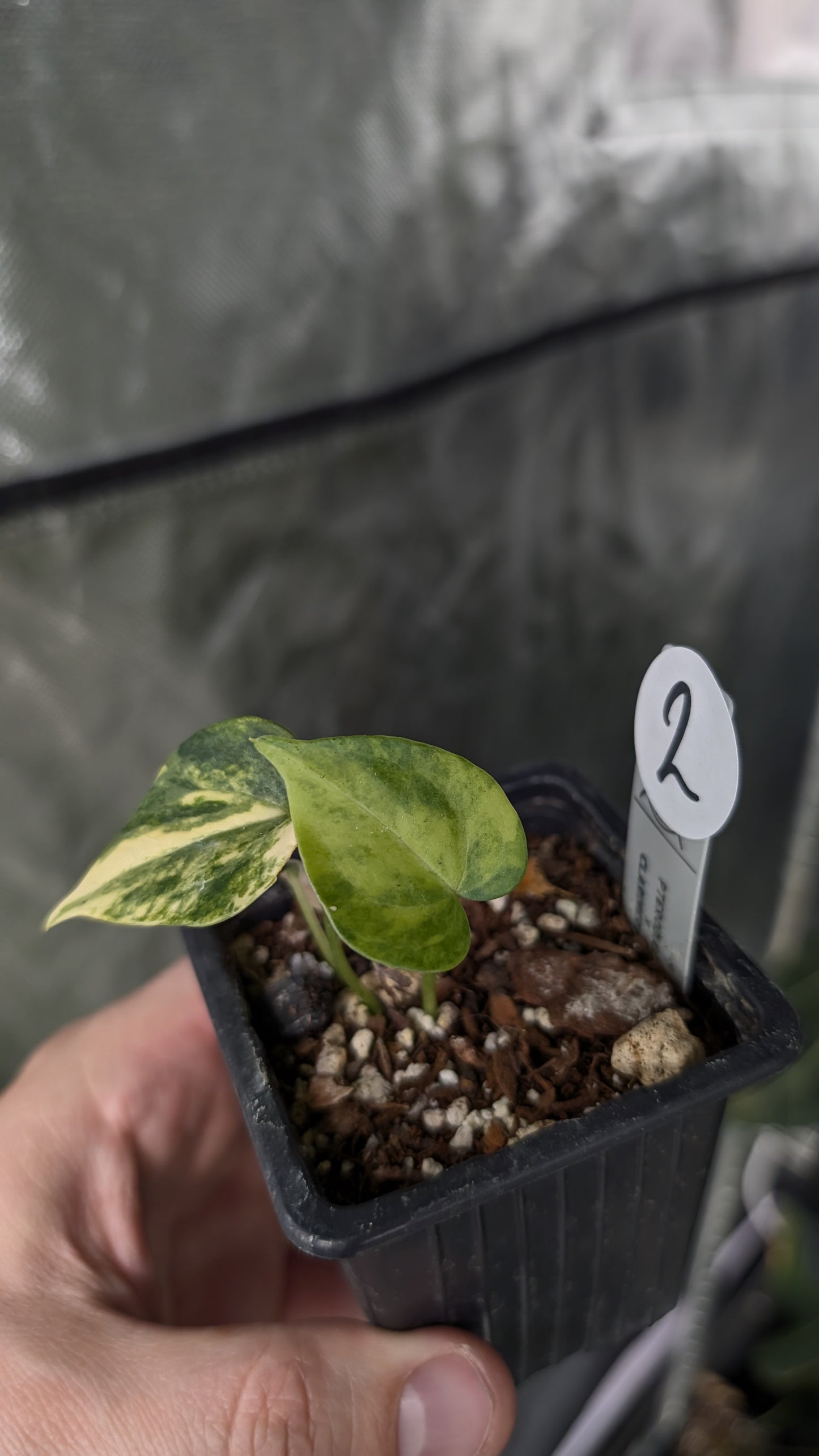 Variegated Anthurium Pterodactyl variegata x Clarinervium