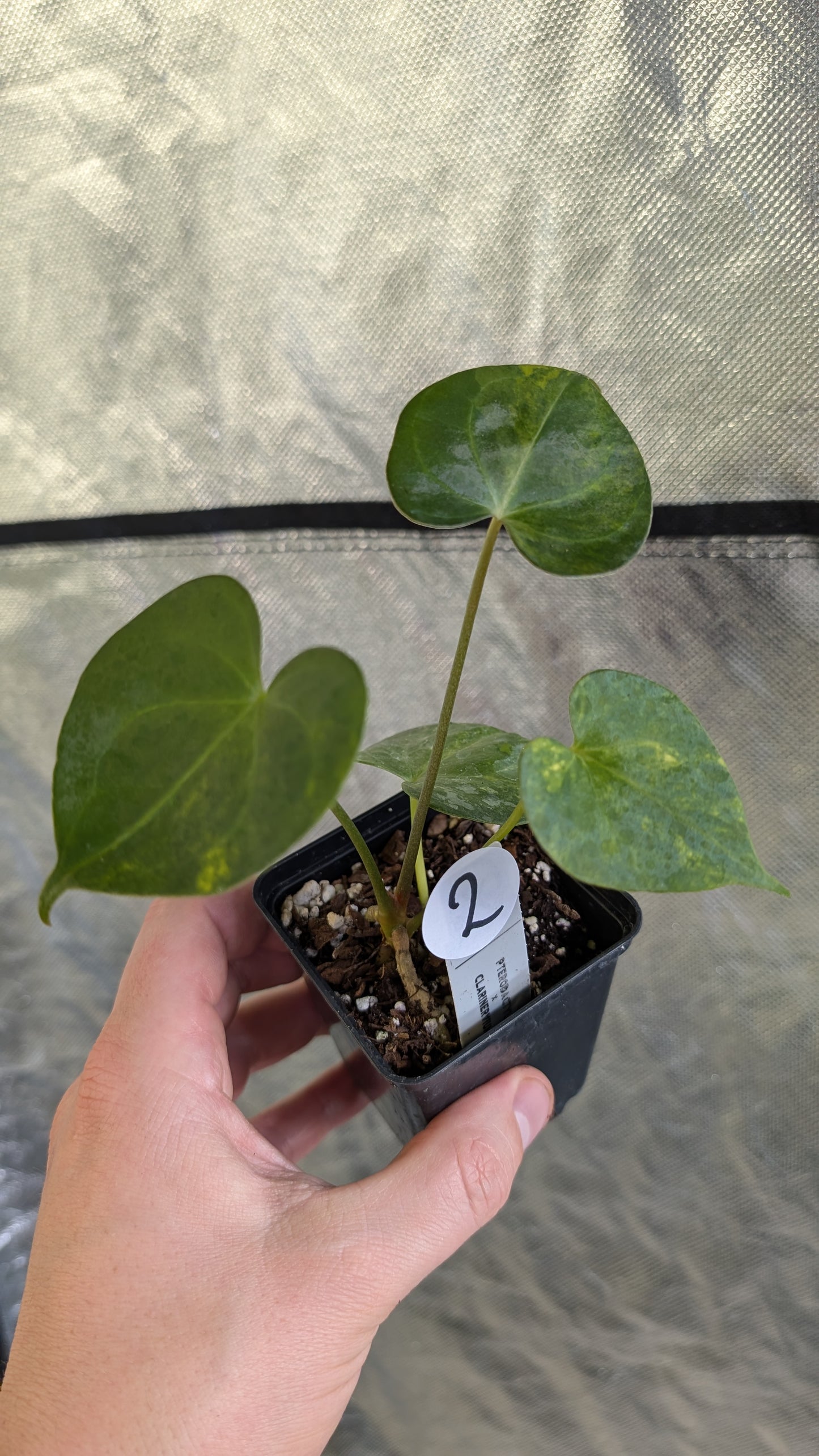 Variegated Anthurium Pterodactyl variegata x Clarinervium