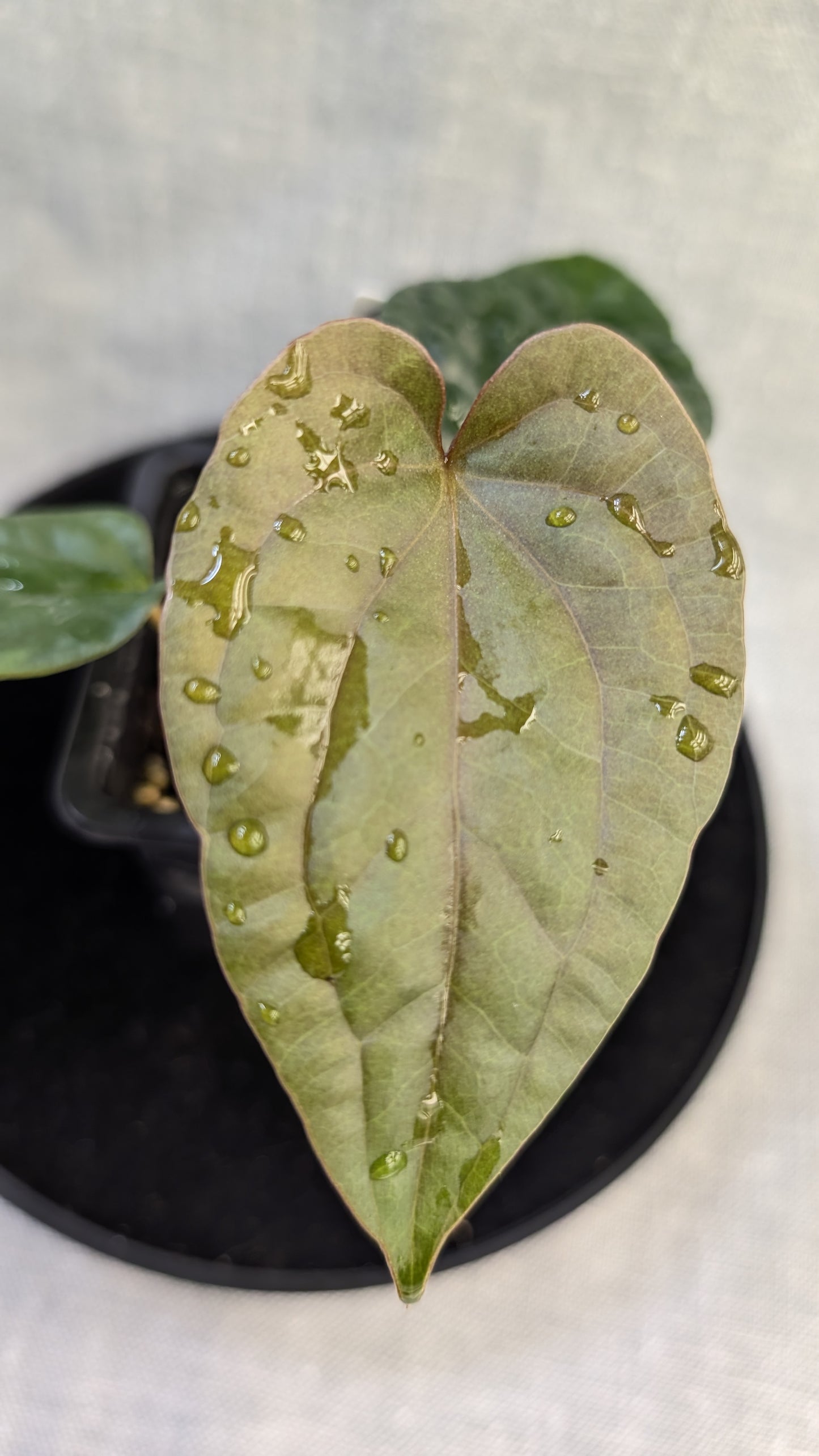 Anthurium Luxurians x Papillilaminum 'Fort Sherman'